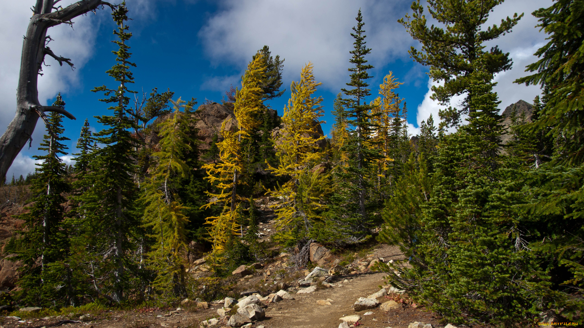 природа, деревья, вершины, горы, америка