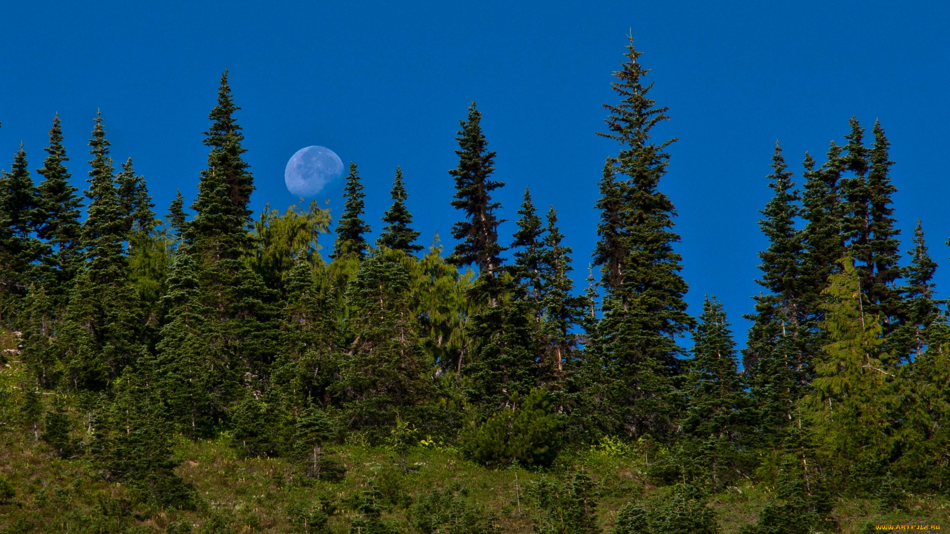 природа, лес, луна