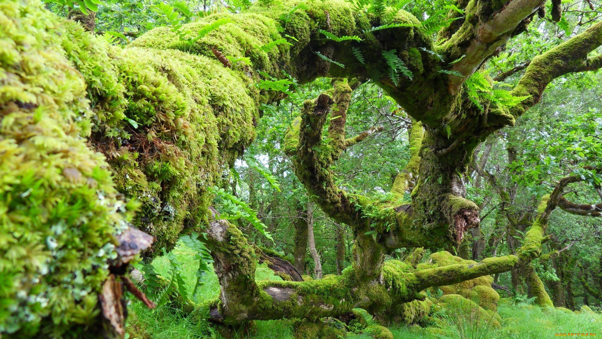 природа, лес, мох, дерево