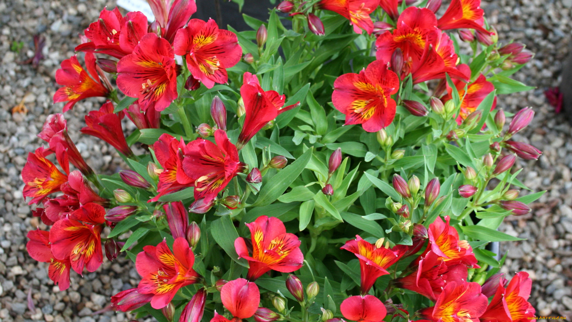 цветы, альстромерия, альстромерии, красные, много