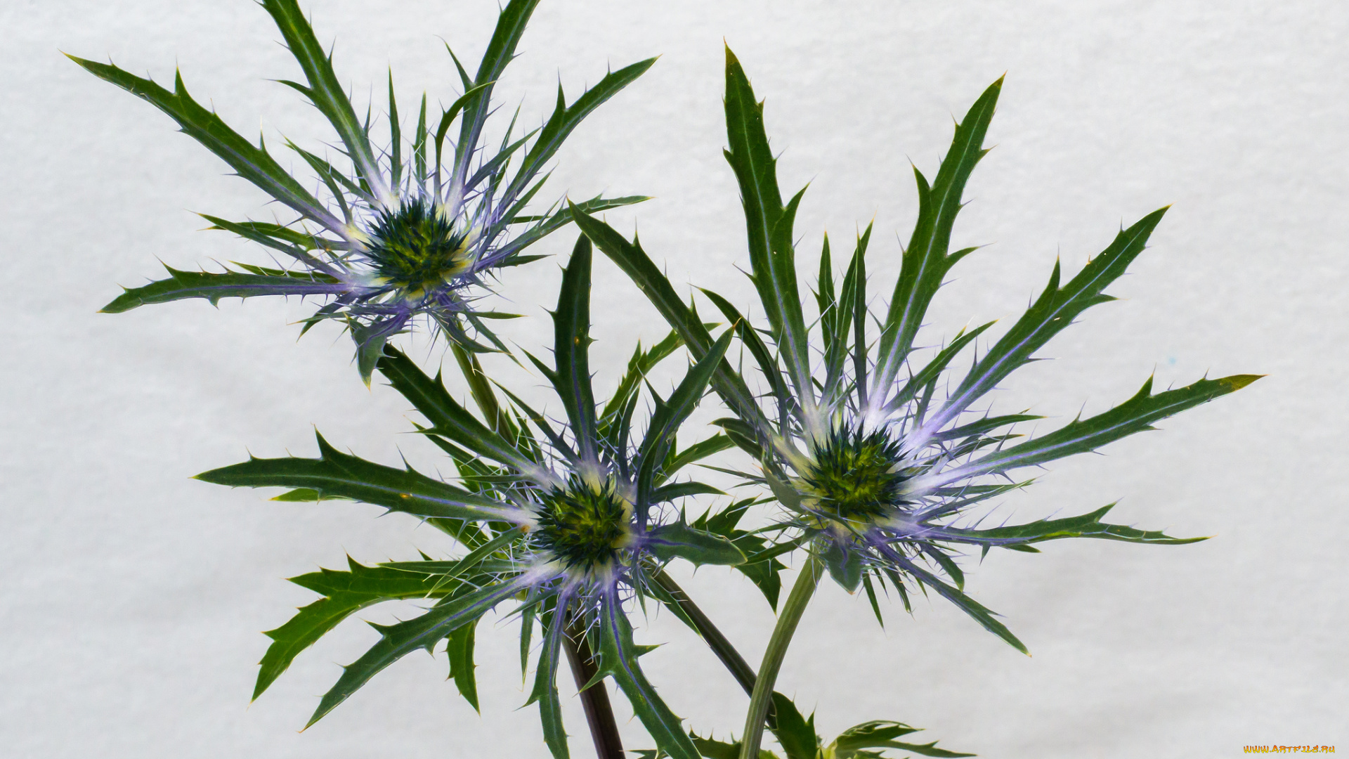 цветы, Чертополох, , репейник, макро, колючки, фон, серый