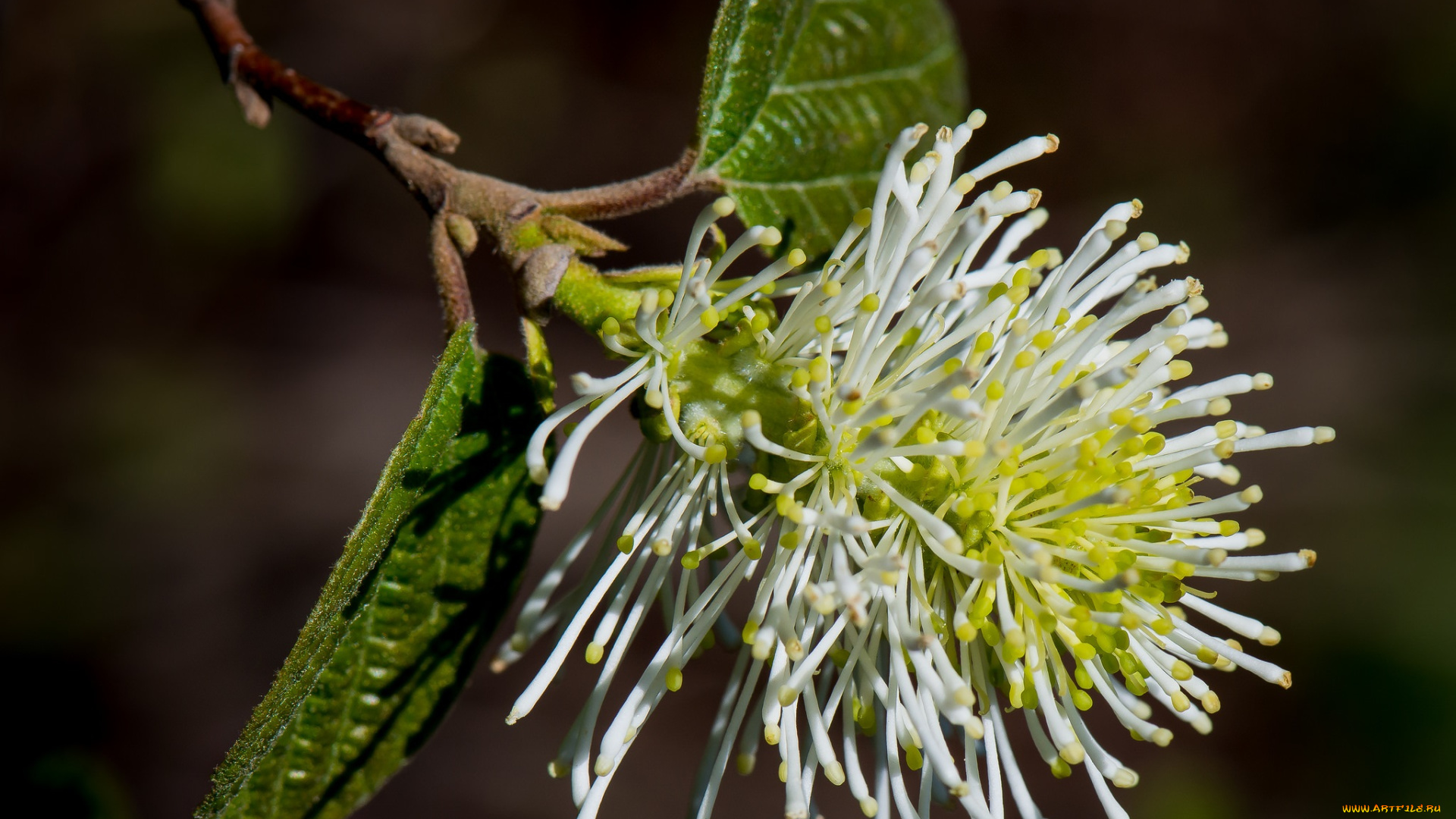 цветы, цветущие, деревья, , , кустарники, листья, макро, ветка