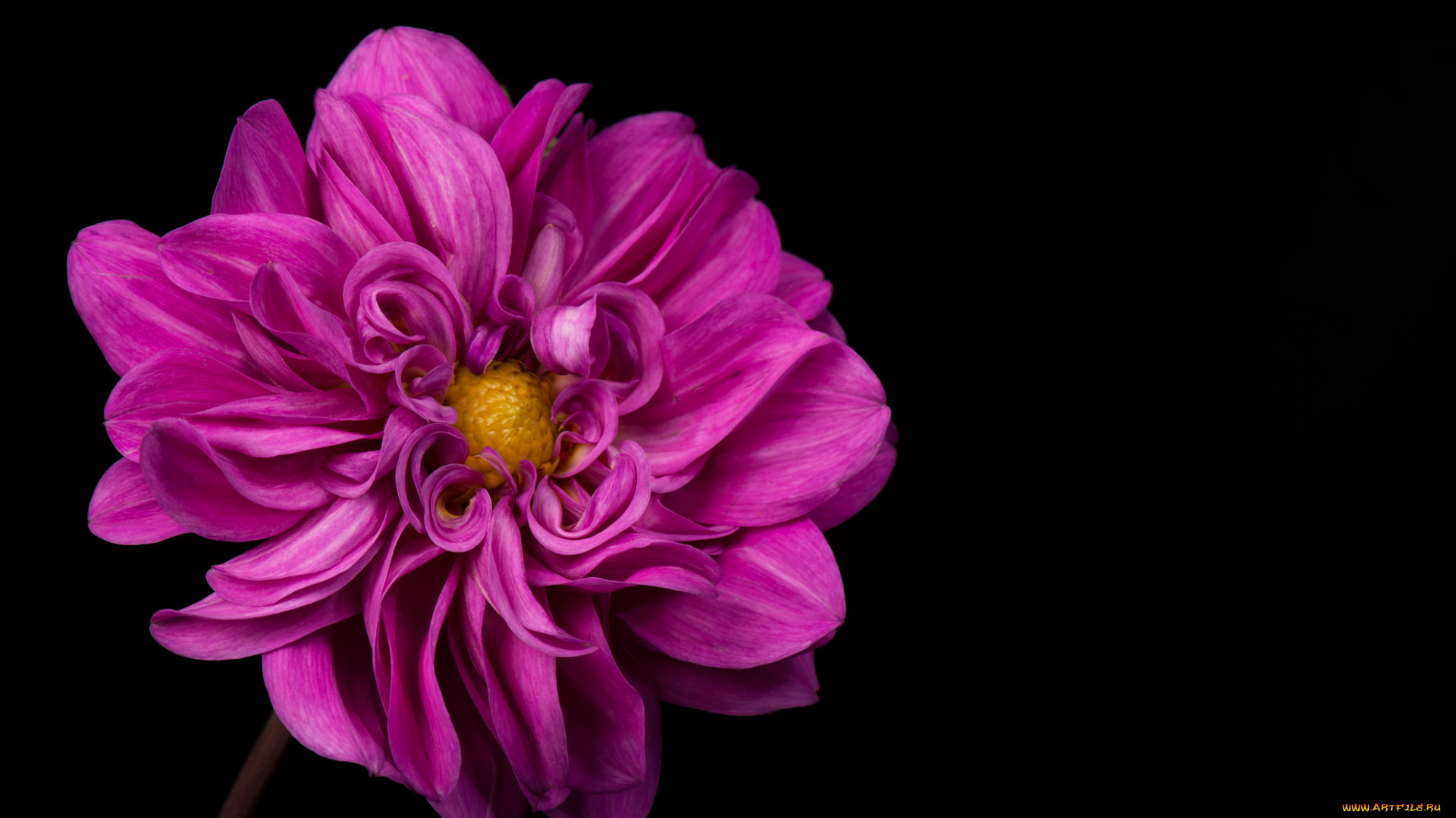 цветы, георгины, фон, чёрный, лепестки, розовый, георгин, цветок