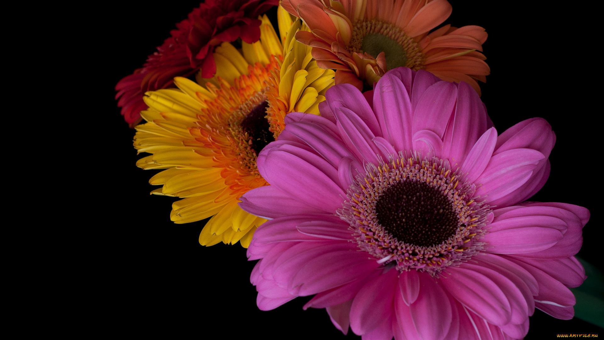 цветы, герберы, фон, чёрный, разные