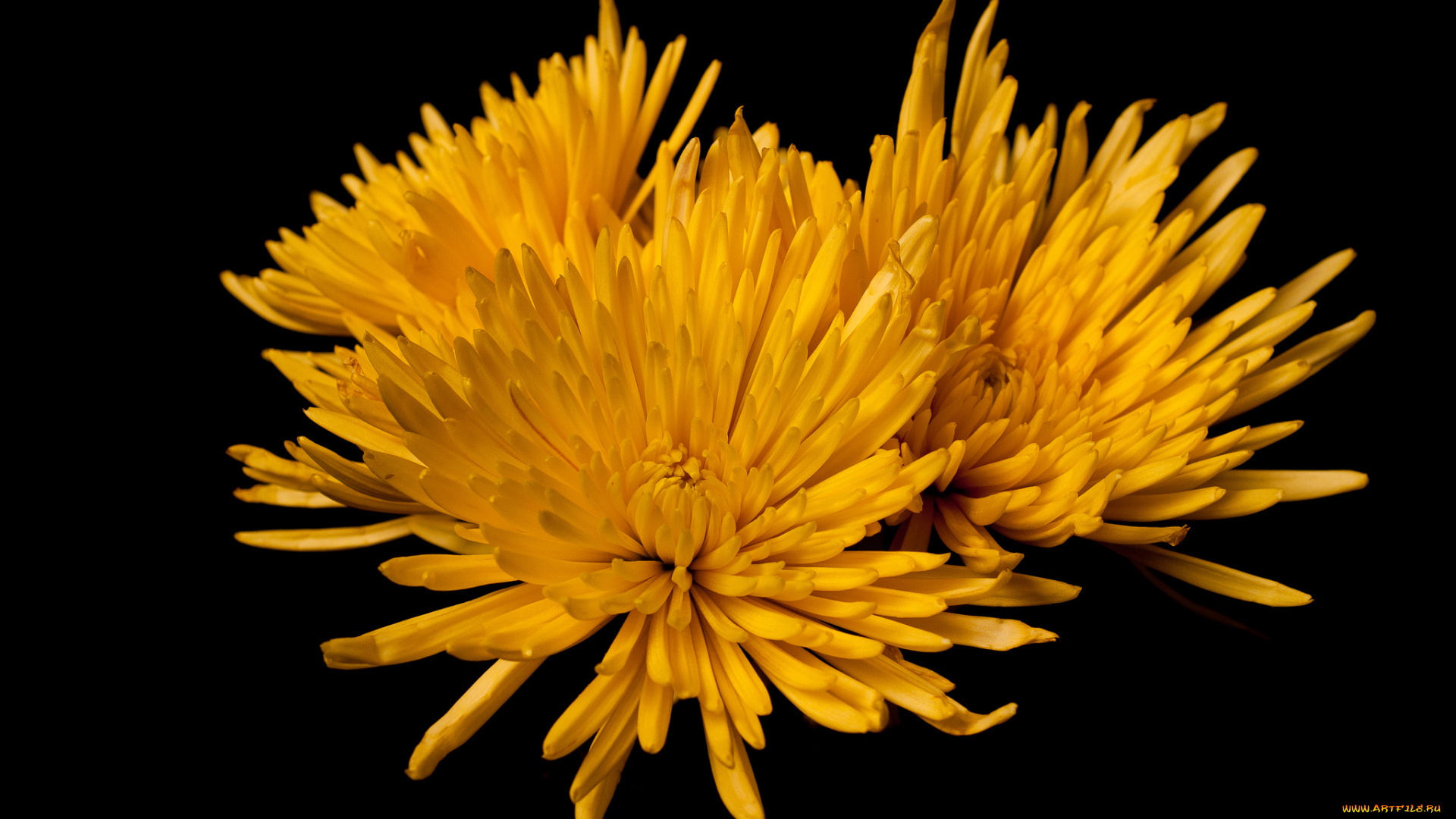 цветы, хризантемы, жёлтые, фон, чёрный