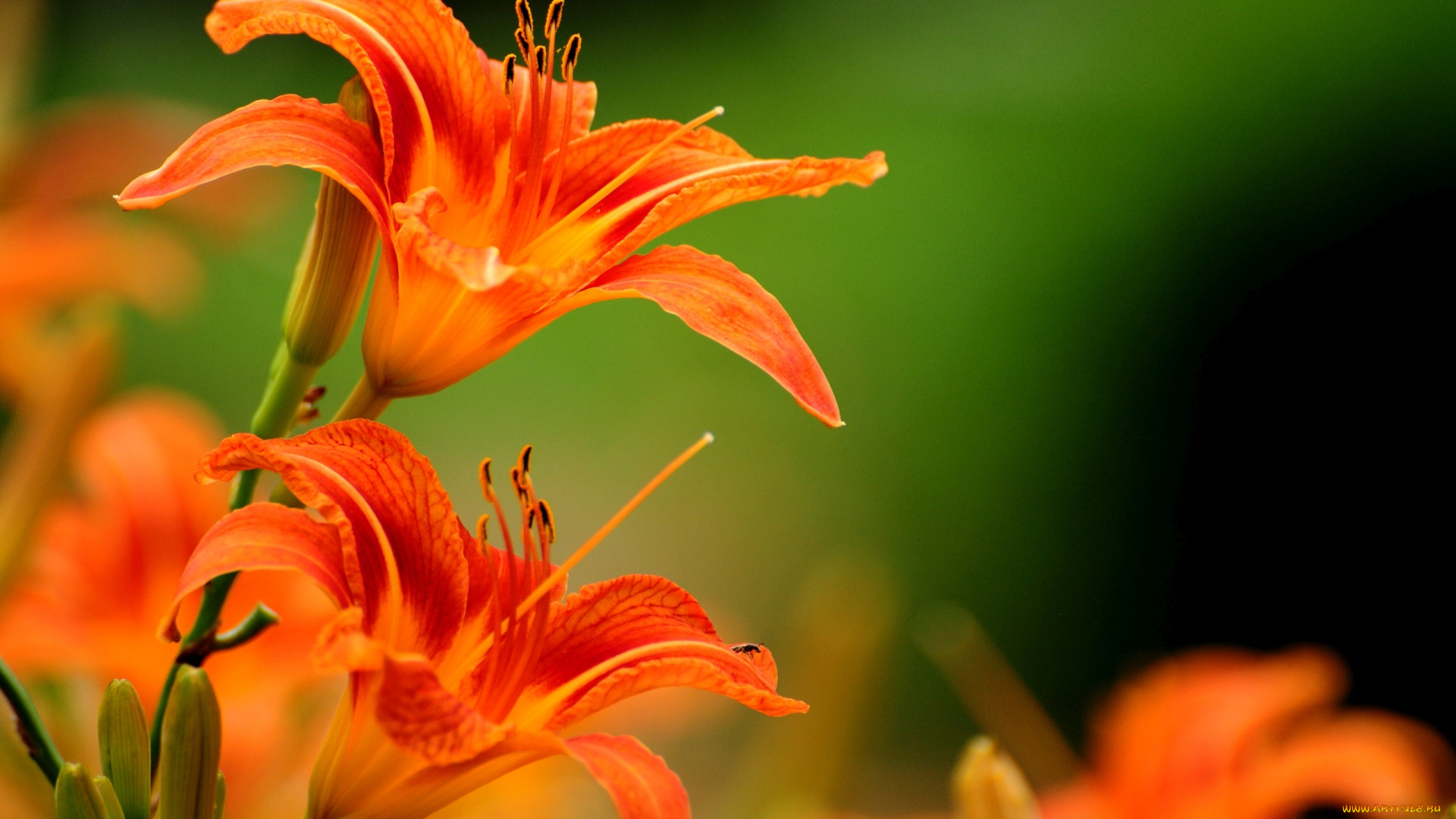 цветы, лилии, , лилейники, лепестки