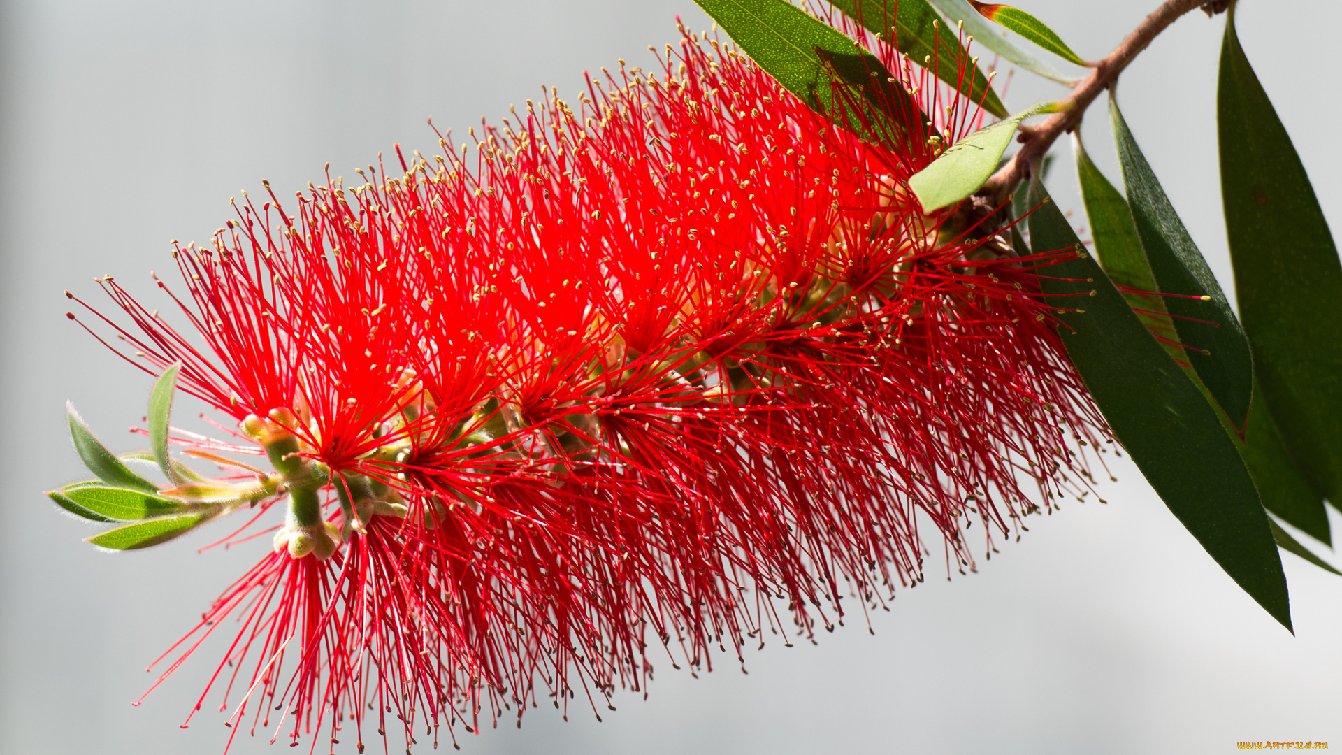 цветы, листья, макро, ветка, красные, игольчатые