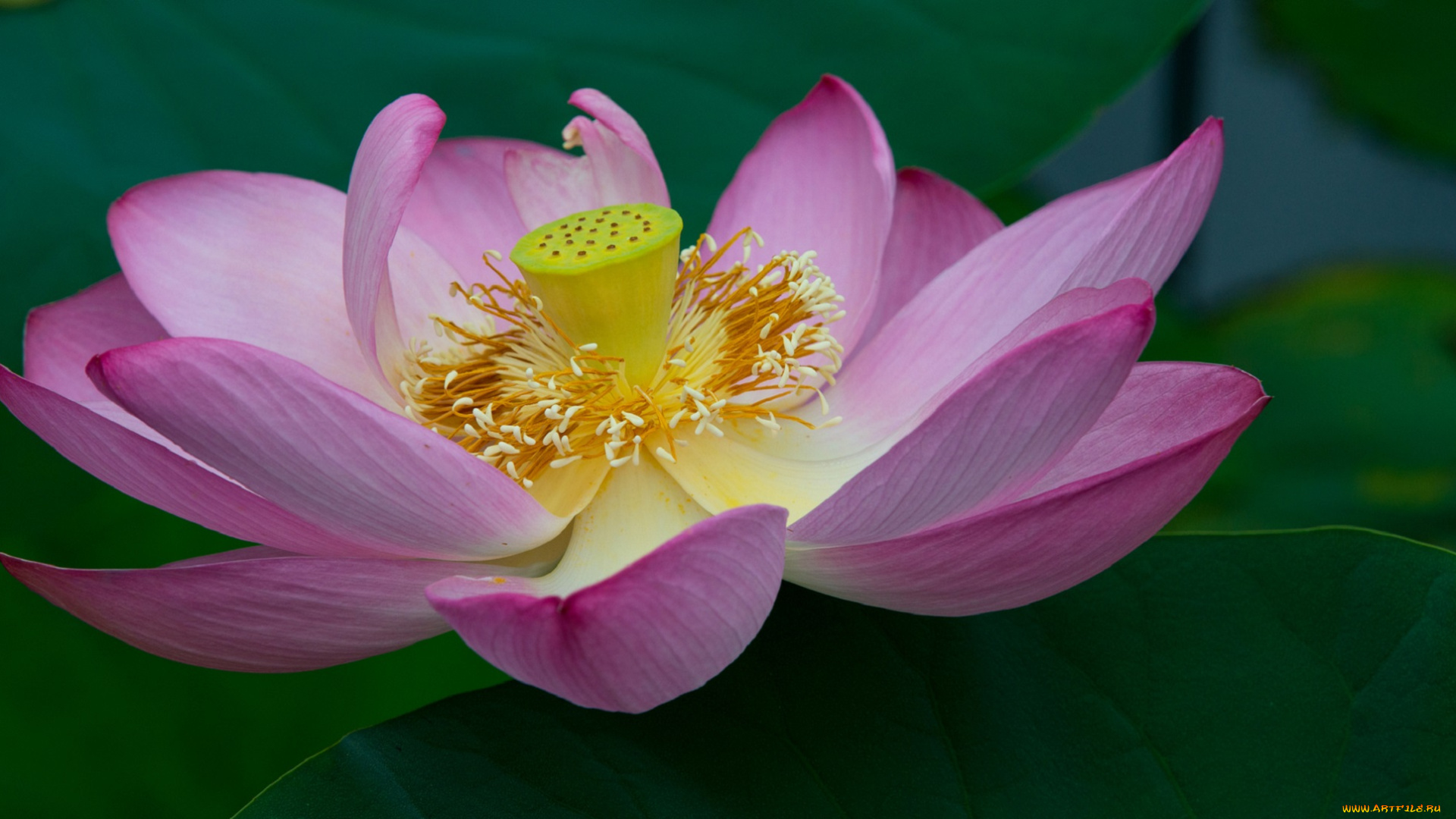 цветы, лотосы, розовый, пестик, тычинки, лепестки