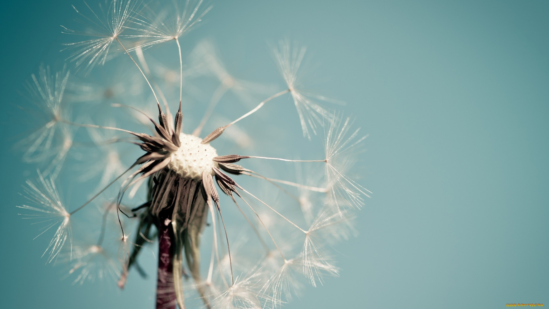 цветы, одуванчики, фон, голубой, макро, dandelion, macro, цветочек, цветок, одуванчик