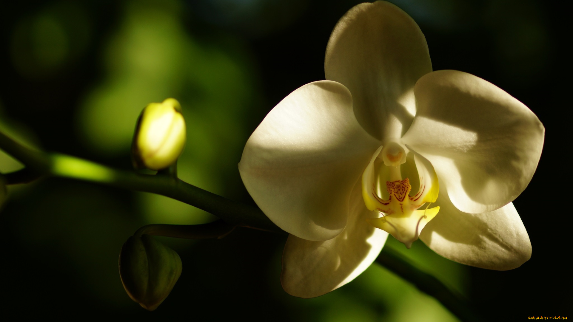 цветы, орхидеи, цветок, белый, лепестки, макро, тень, нежность