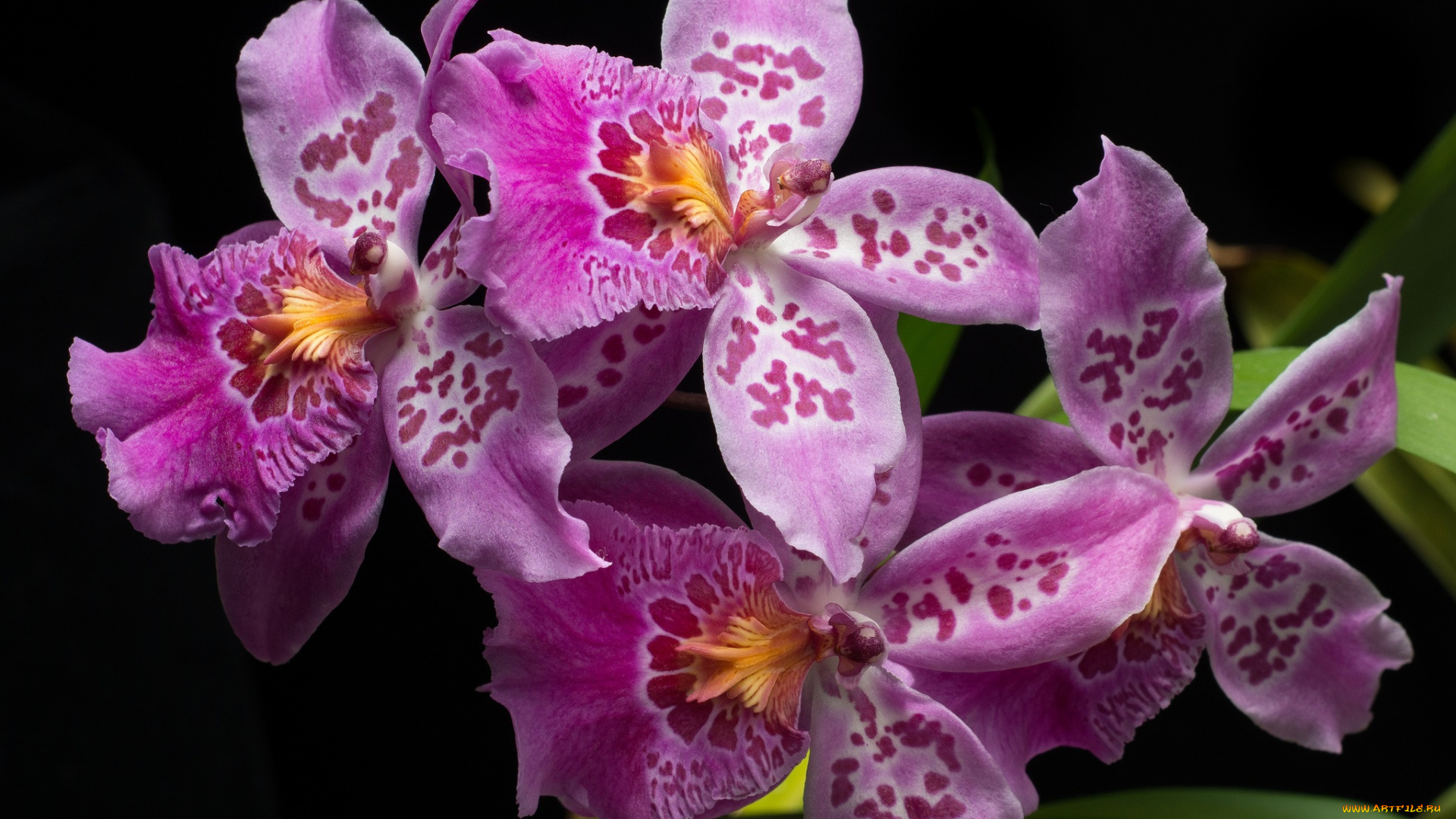 цветы, орхидеи, розовые, фон, чёрный