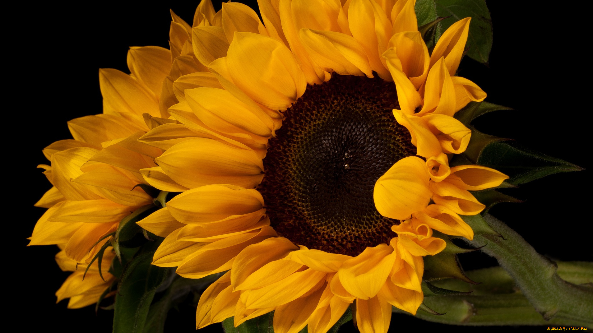 цветы, подсолнухи, фон, чёрный
