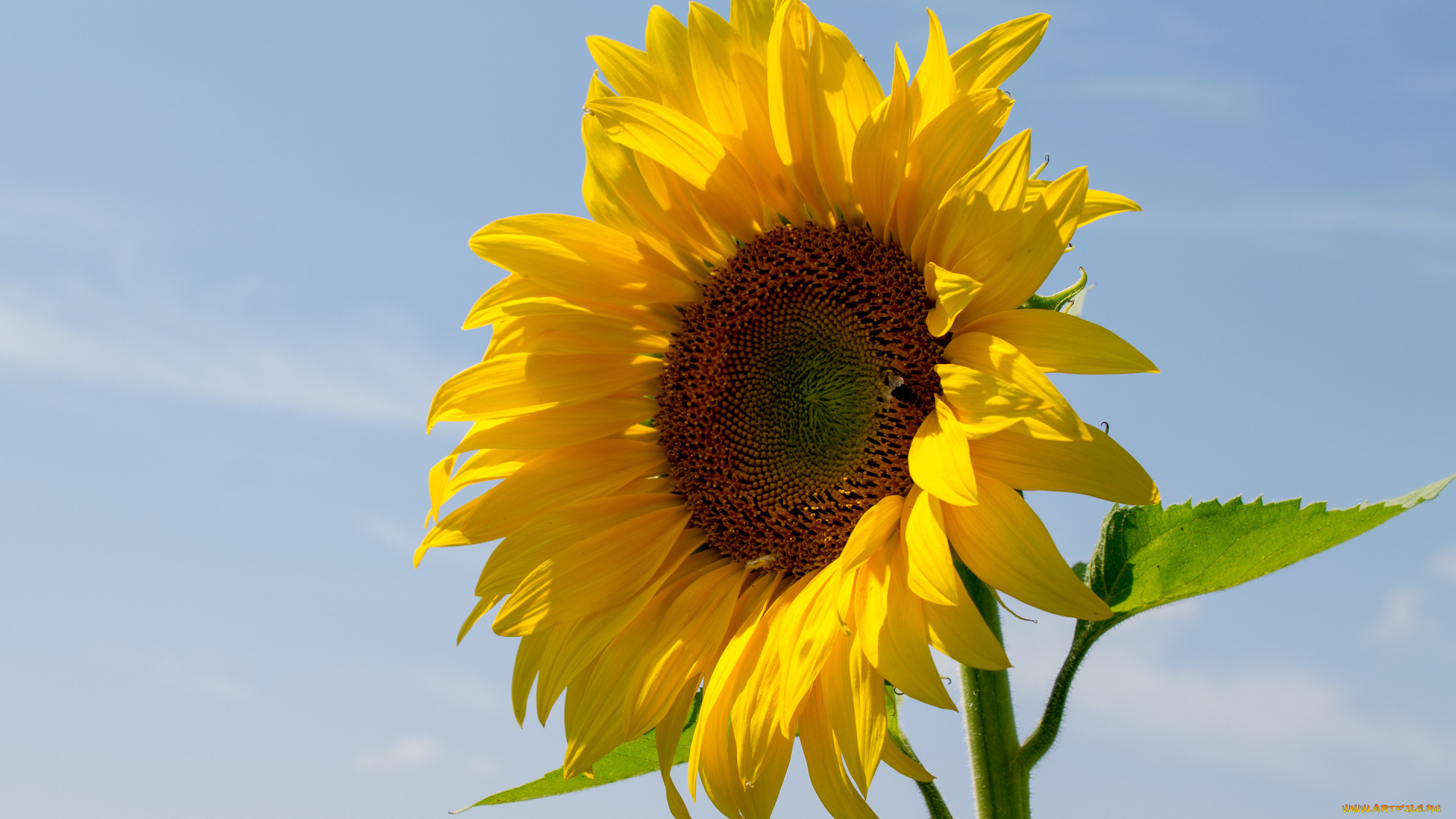 цветы, подсолнухи, лепестки, небо