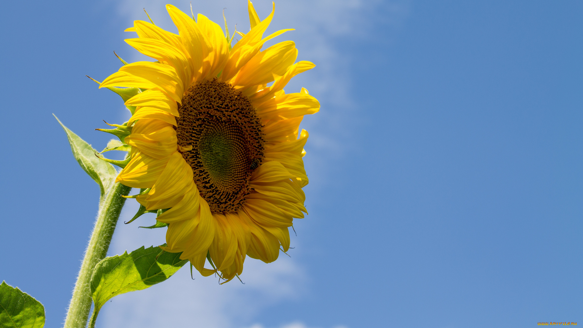 цветы, подсолнухи, лепестки, небо