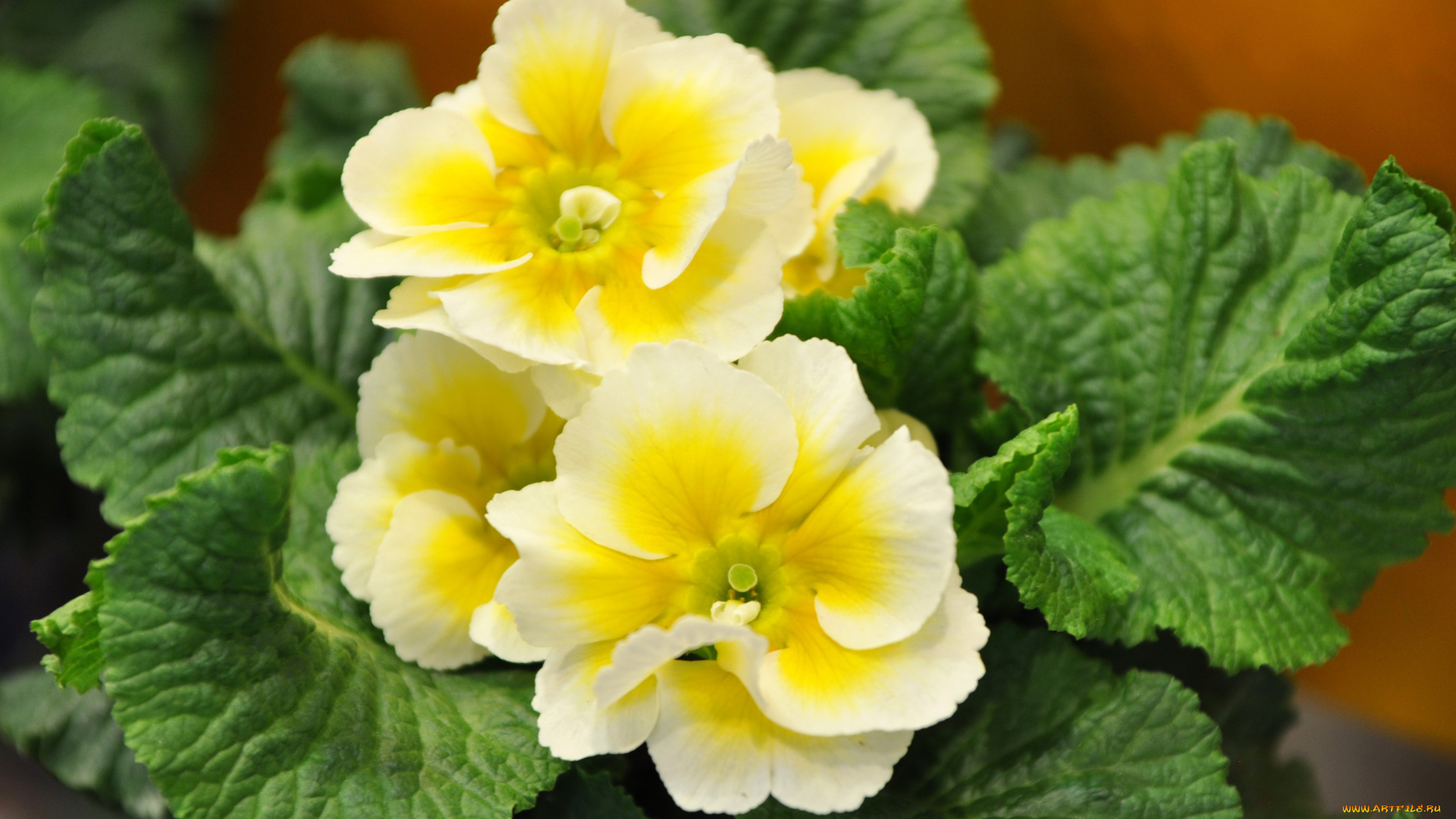 цветы, примулы, примула, желтый