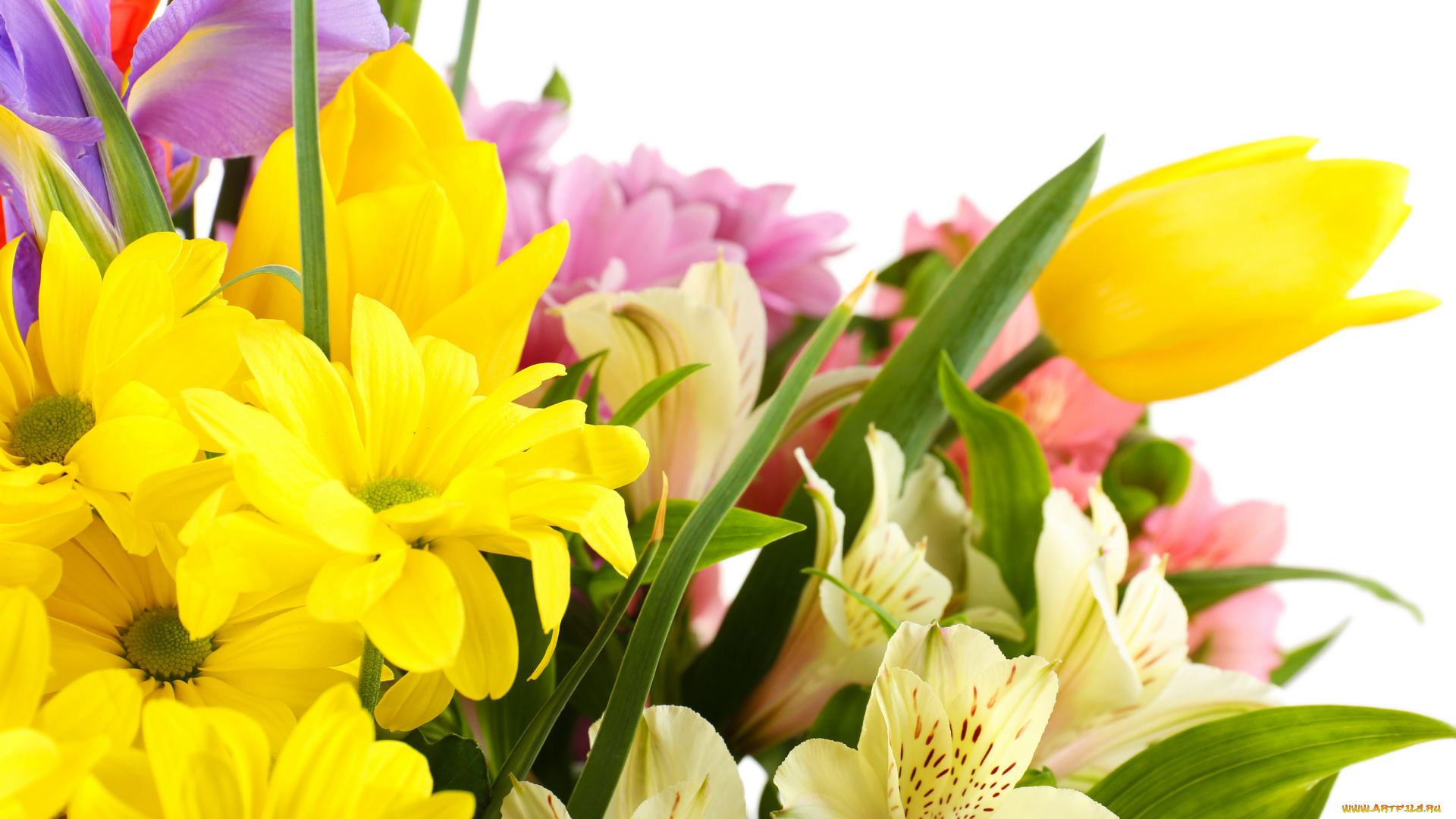 цветы, разные, вместе, альстромерии, тюльпаны, хризантемы