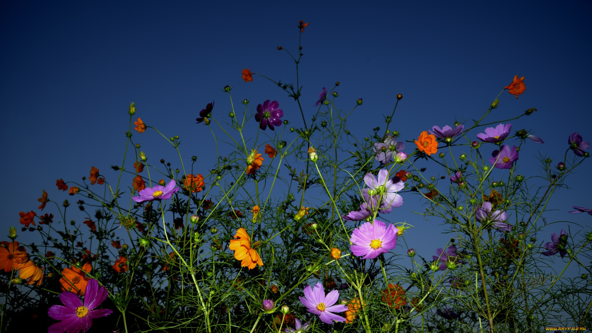 цветы, разные, вместе, лепестки, фон, небо