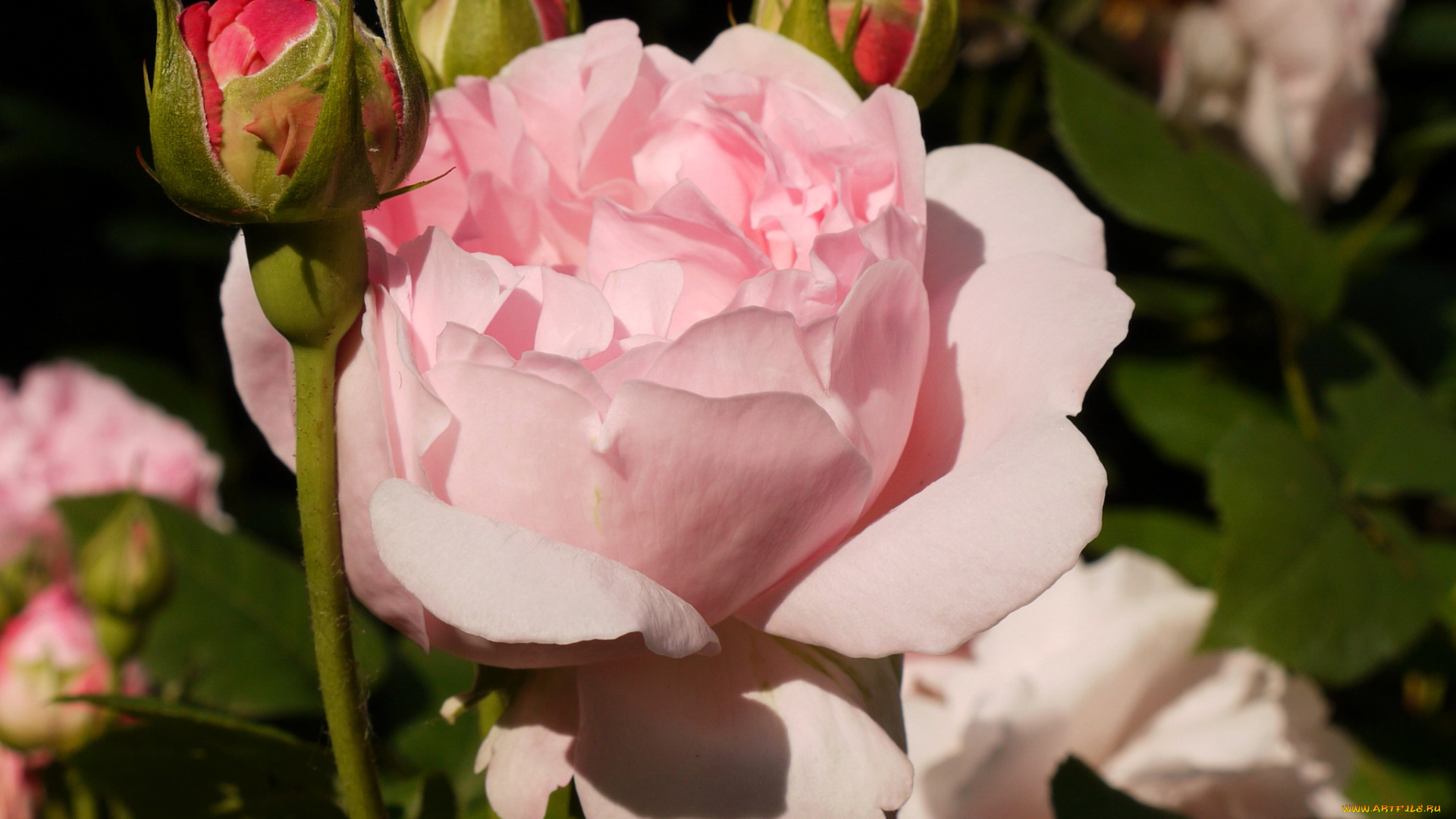 цветы, розы, бутон