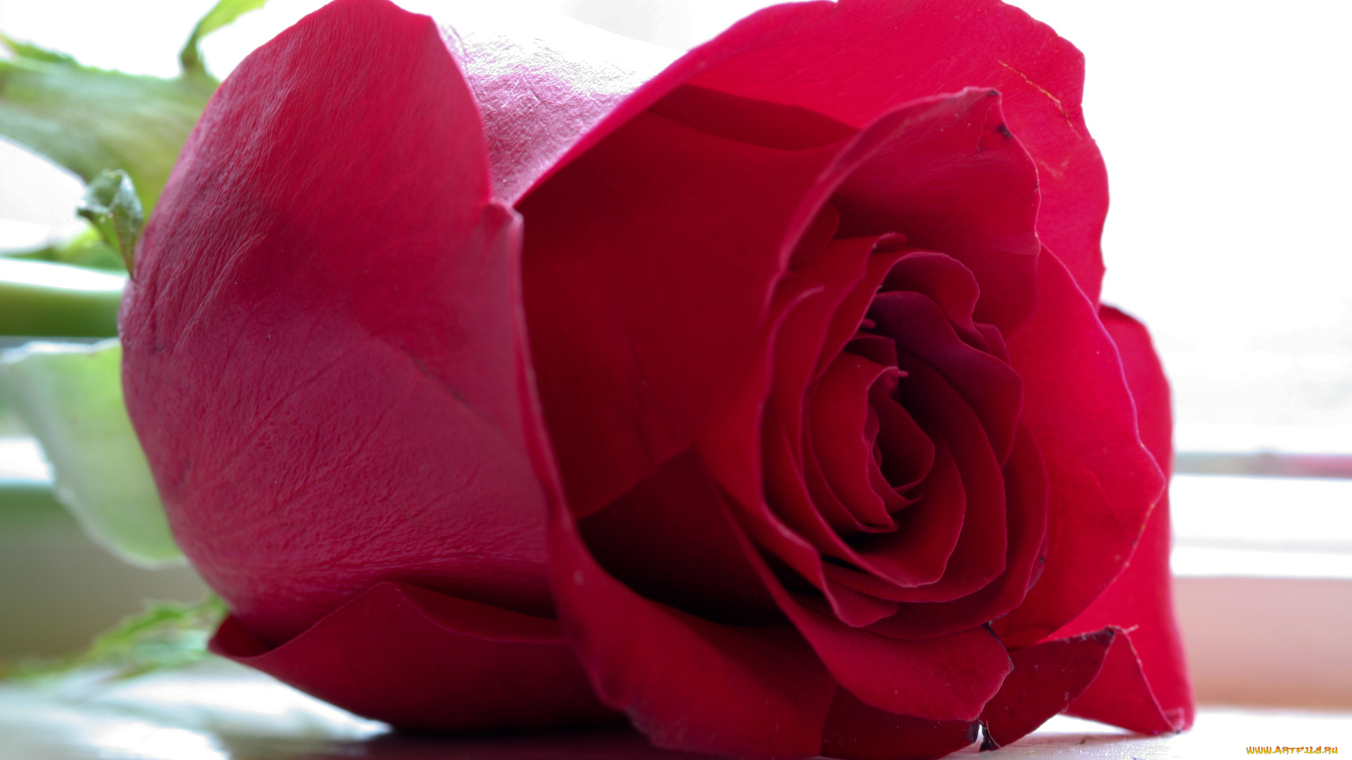 цветы, розы, роза, бордовая