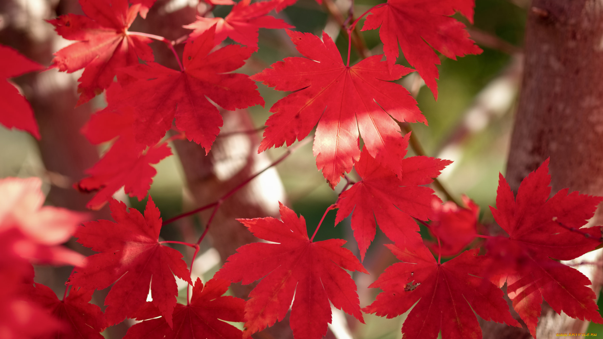 природа, листья, багрянец, осень, клен