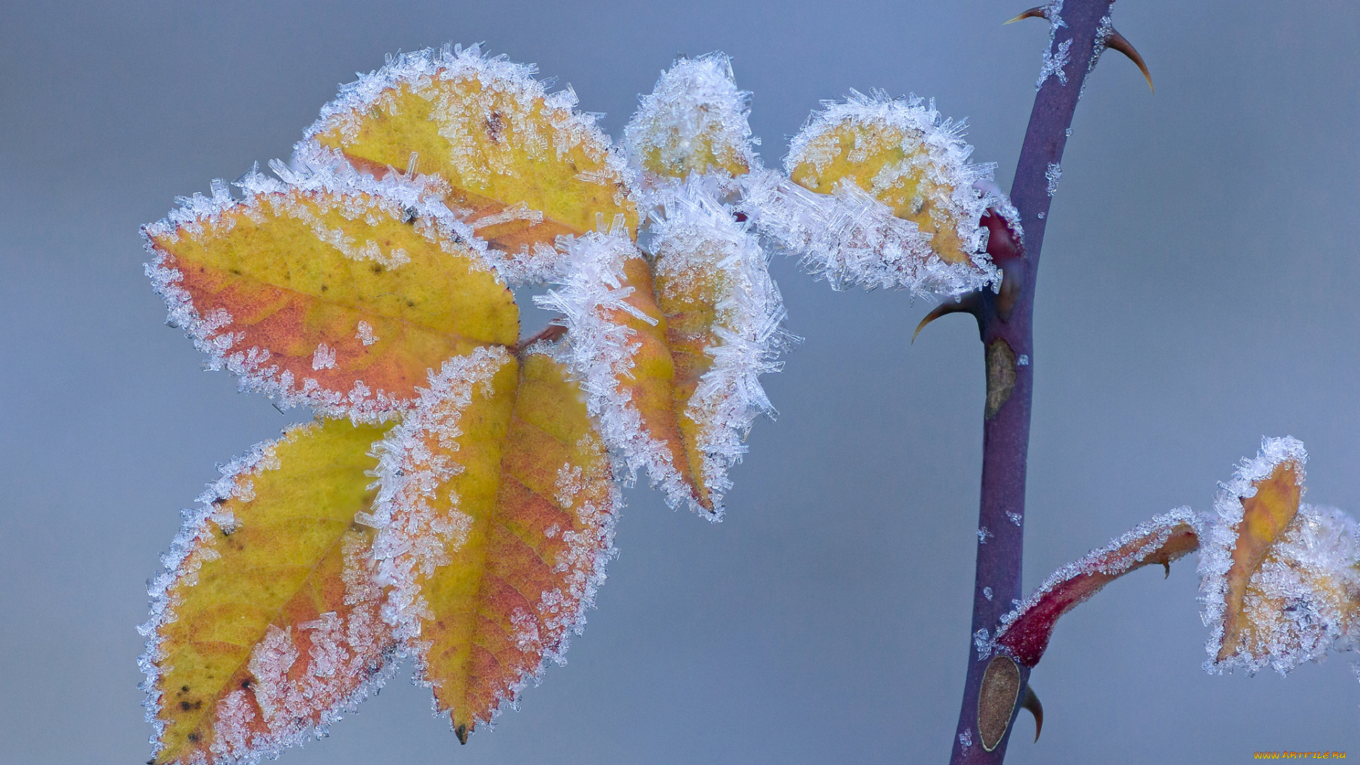 природа, листья, макро, иней, осень, шип, ветка