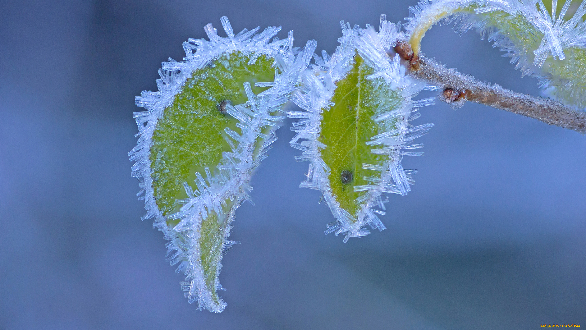 природа, листья, макро, иней, осень, ветка