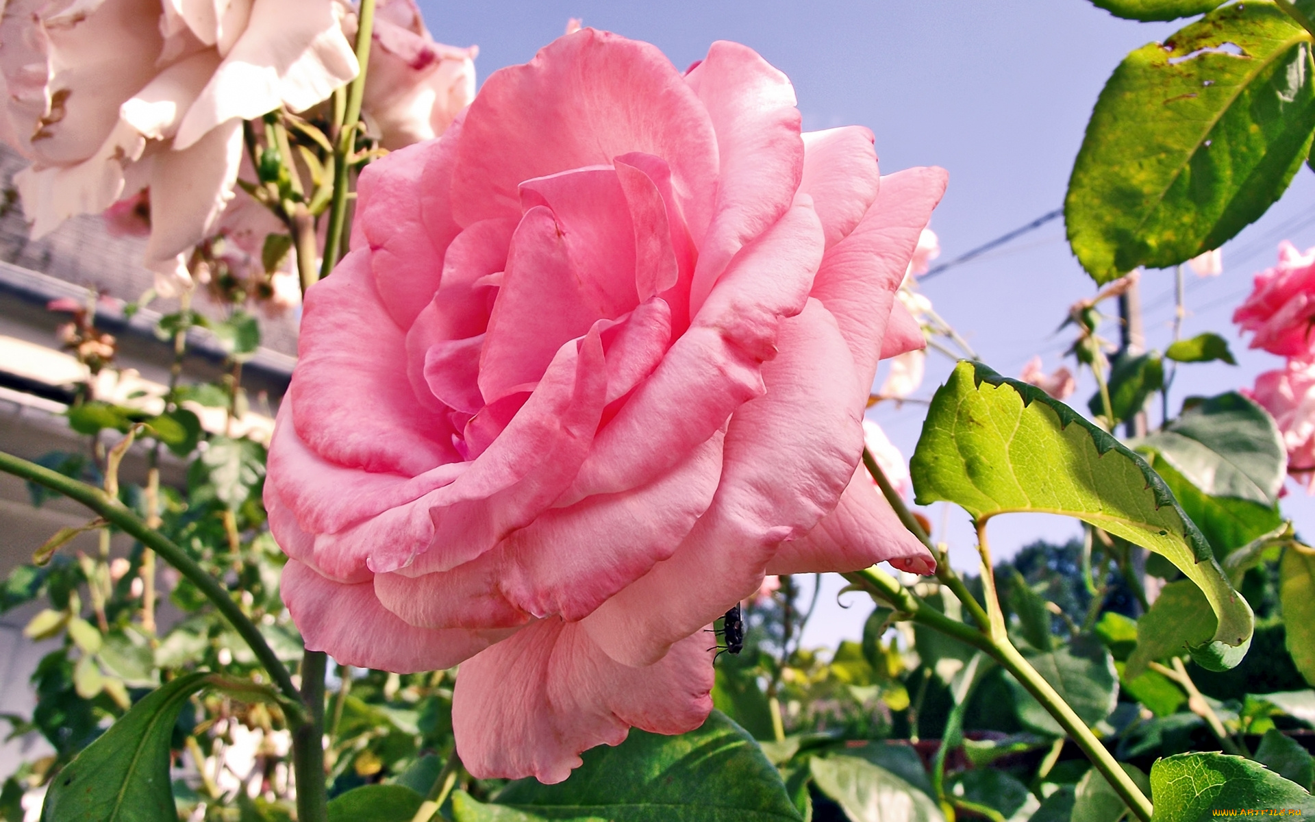 цветы, розы, лепестки, листья