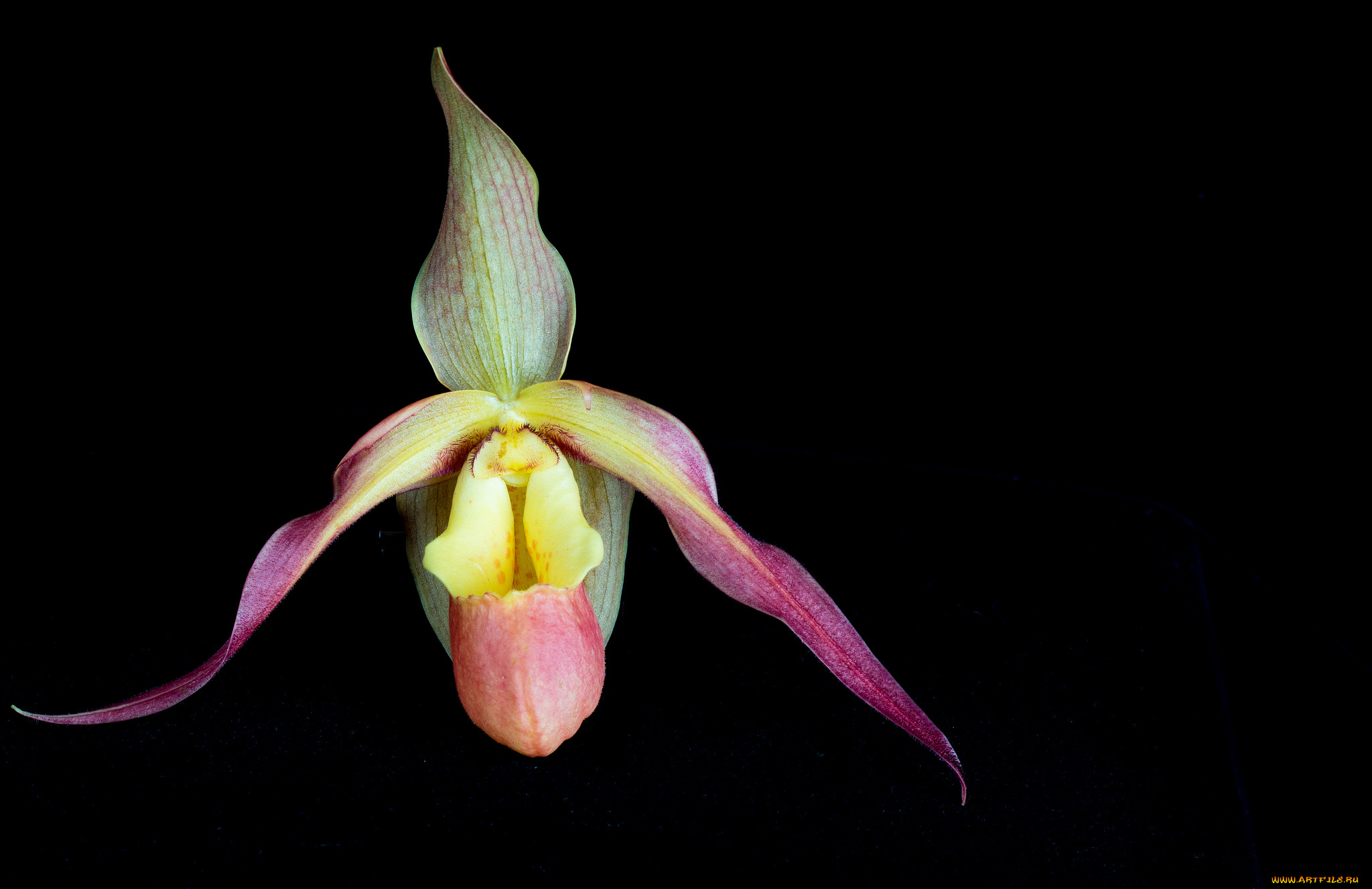 цветы, орхидеи, фон, чёрный, макро, орхидея, цветок