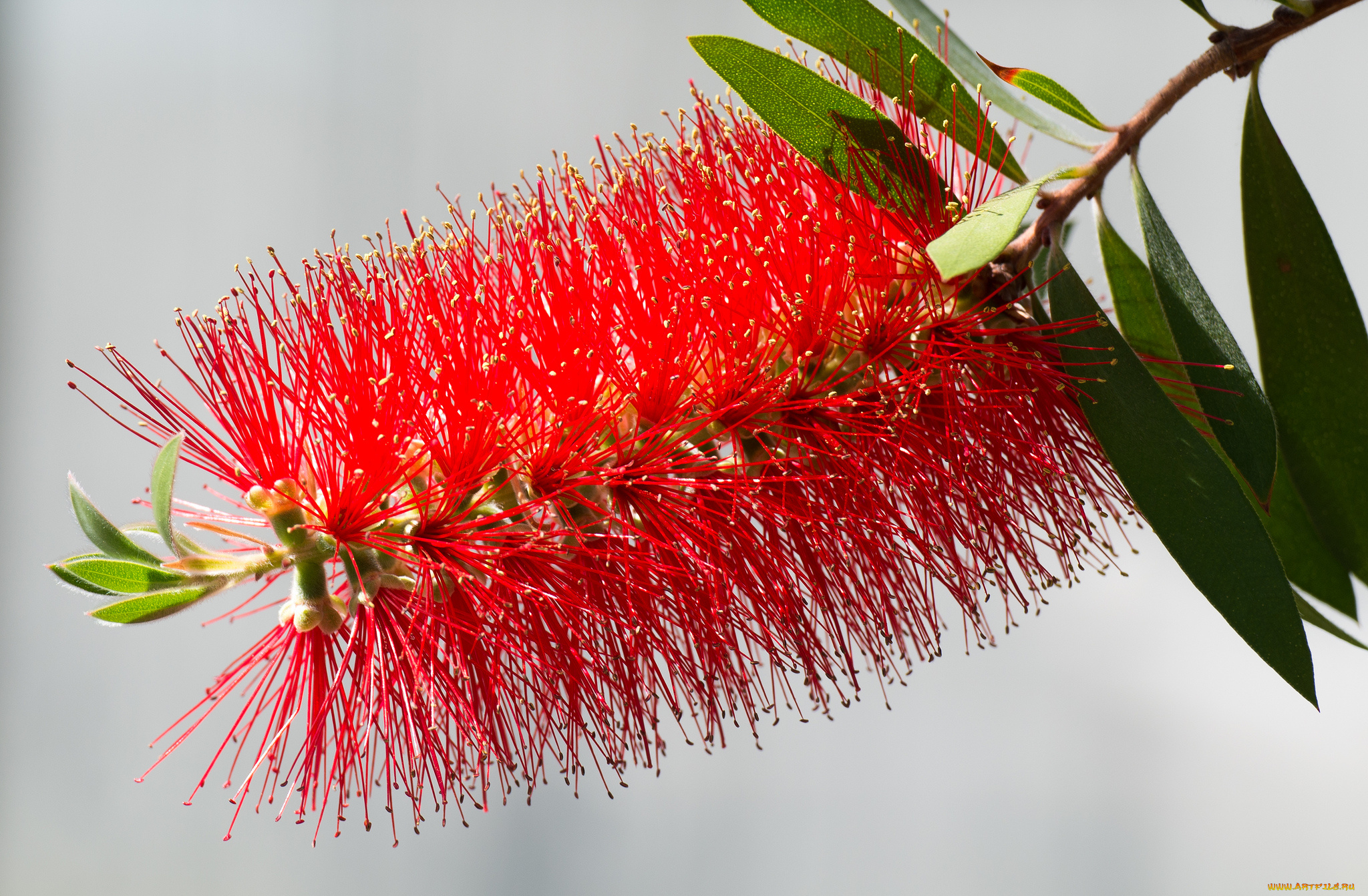 цветы, листья, макро, ветка, красные, игольчатые