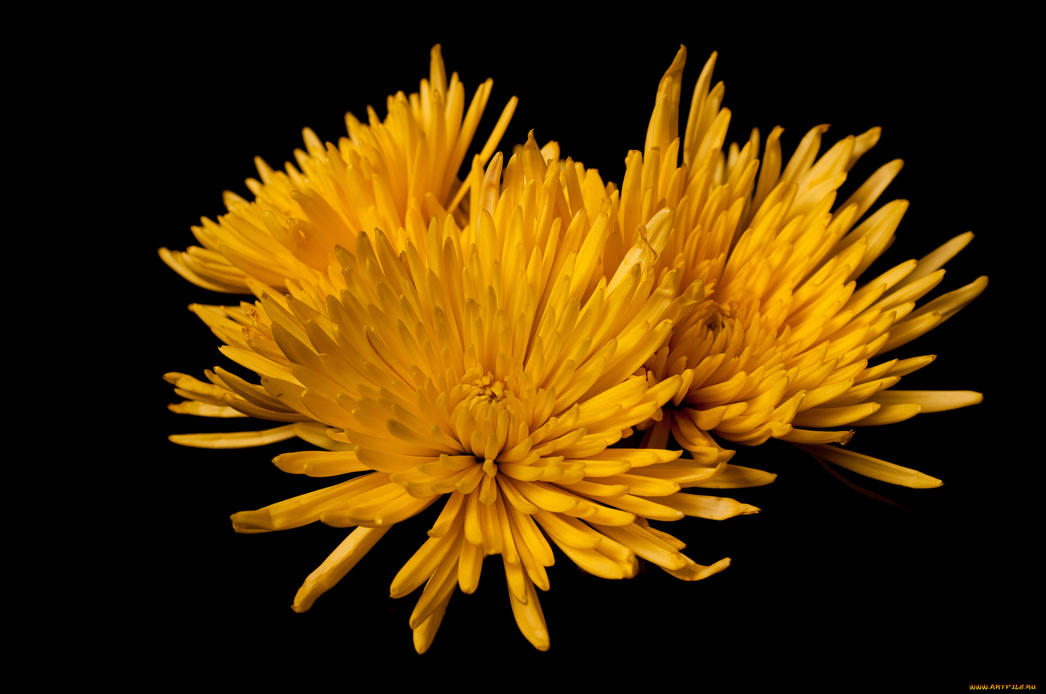 цветы, хризантемы, жёлтые, фон, чёрный