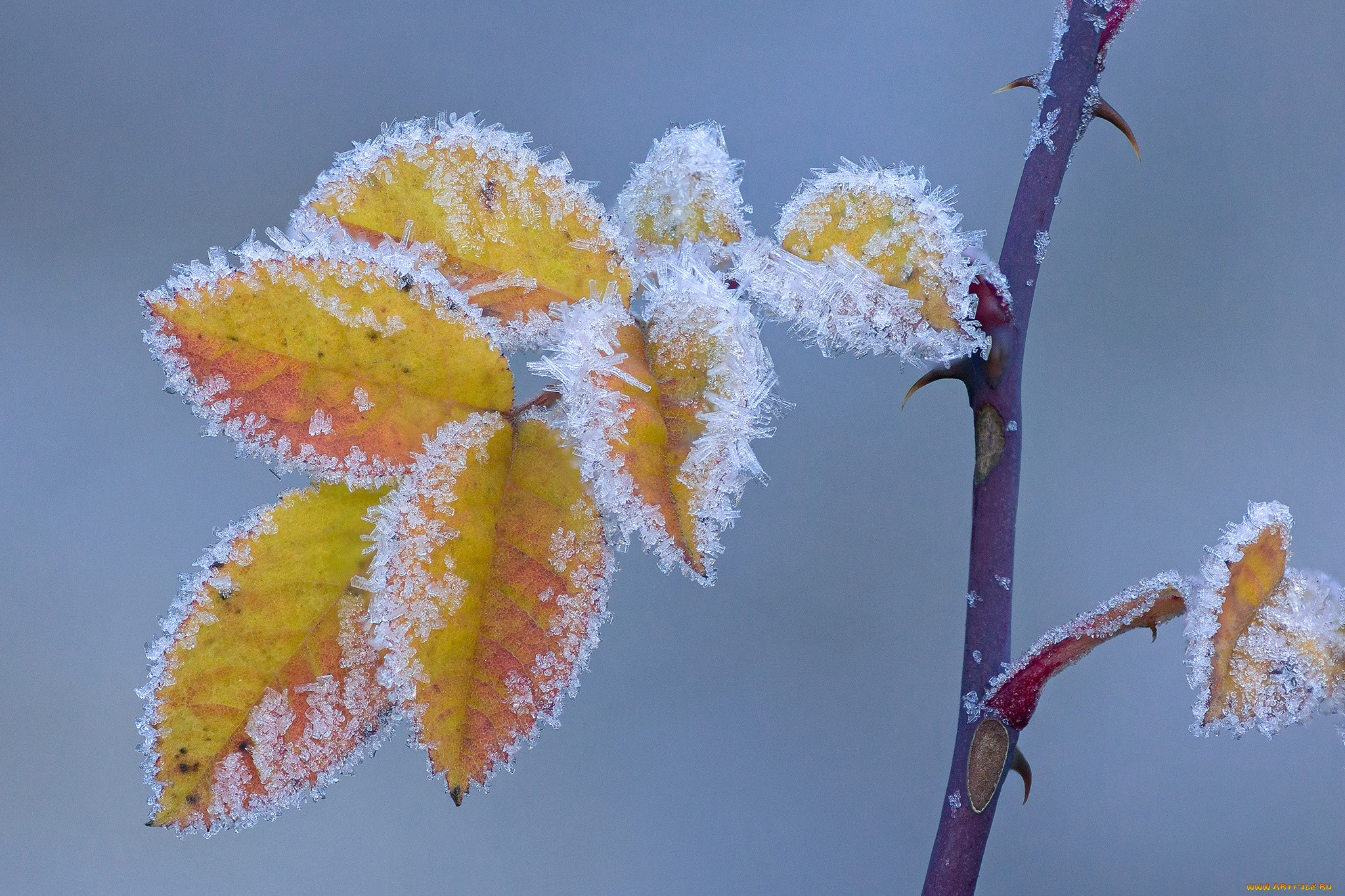 природа, листья, макро, иней, осень, шип, ветка