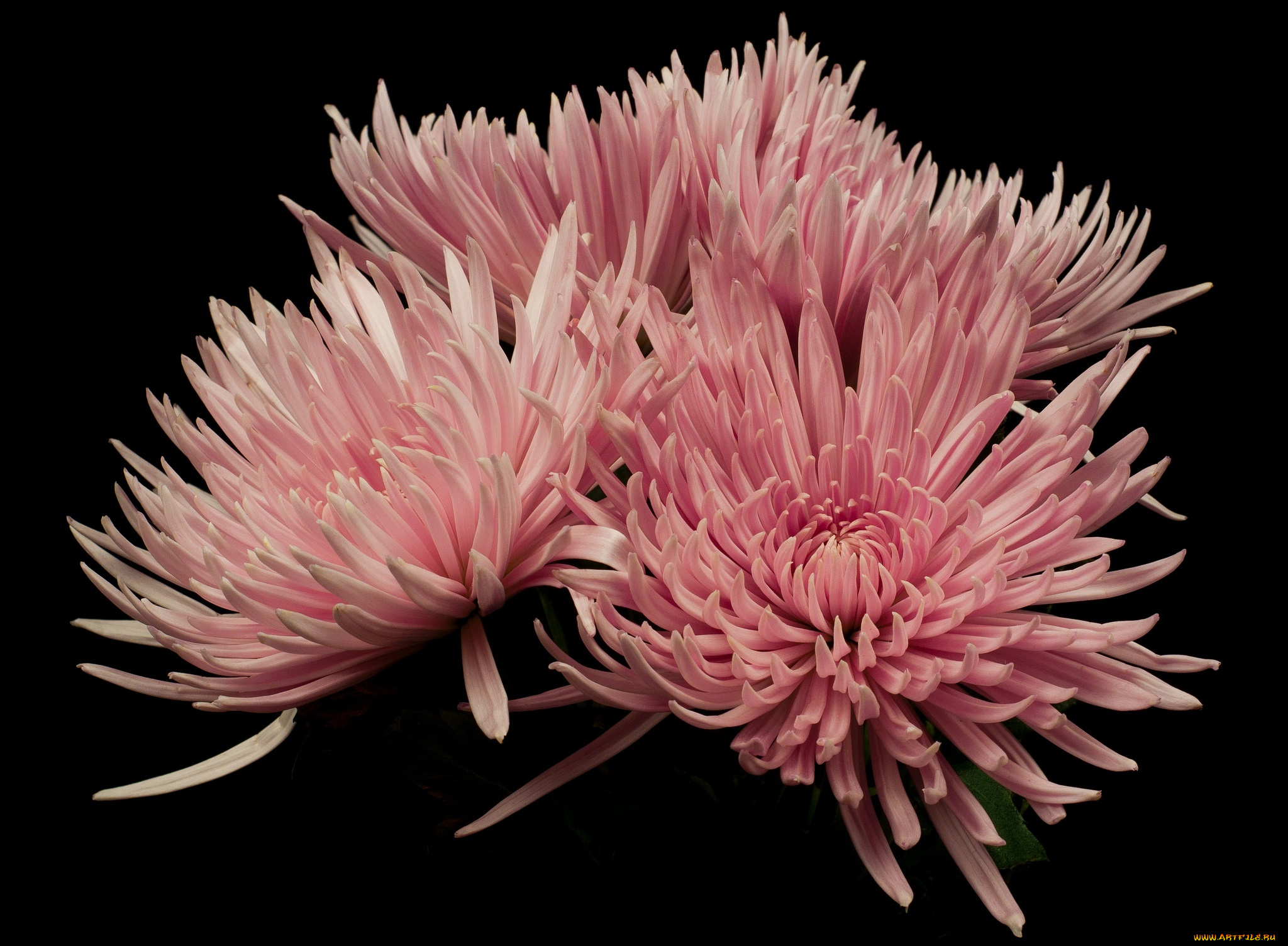 цветы, хризантемы, розовые, фон, чёрный