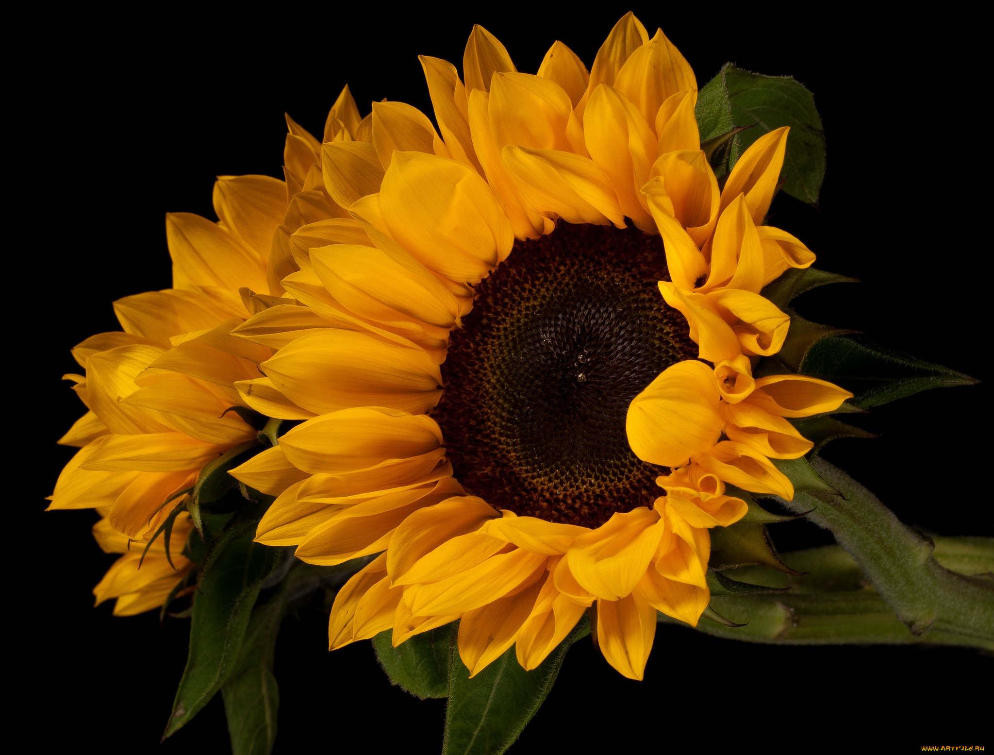 цветы, подсолнухи, фон, чёрный