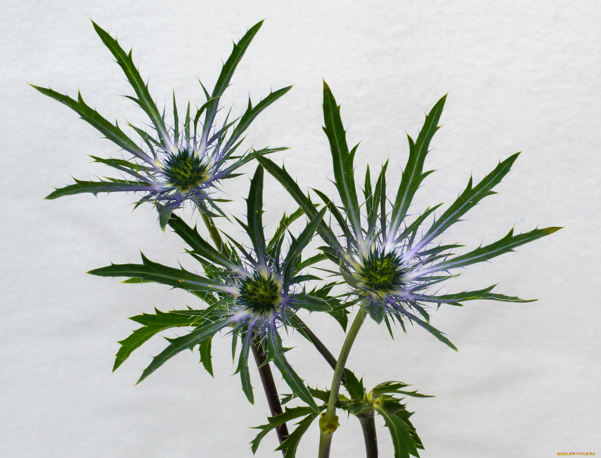 цветы, Чертополох, , репейник, макро, колючки, фон, серый