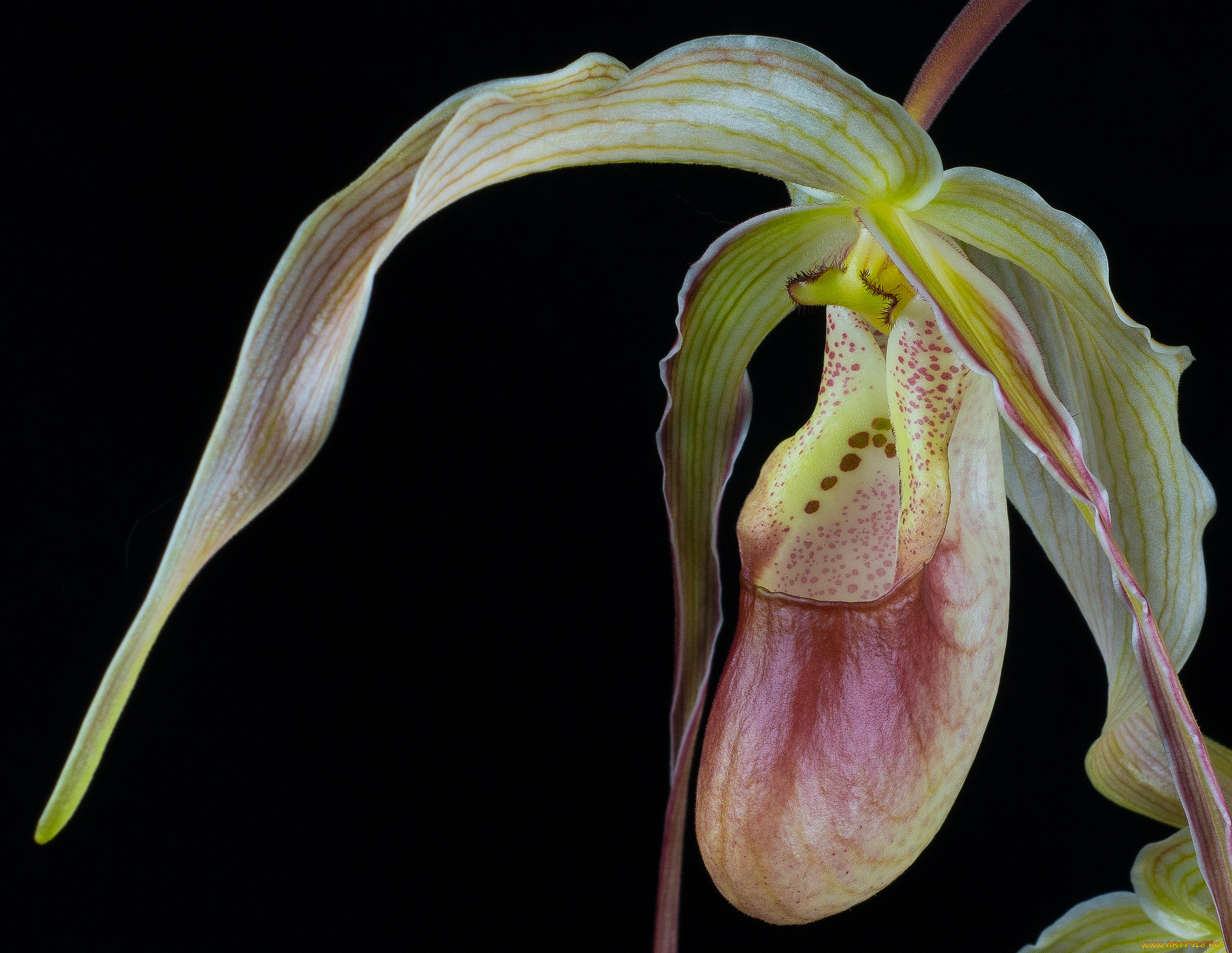 цветы, орхидеи, орхидея, цветок, макро, фон, чёрный