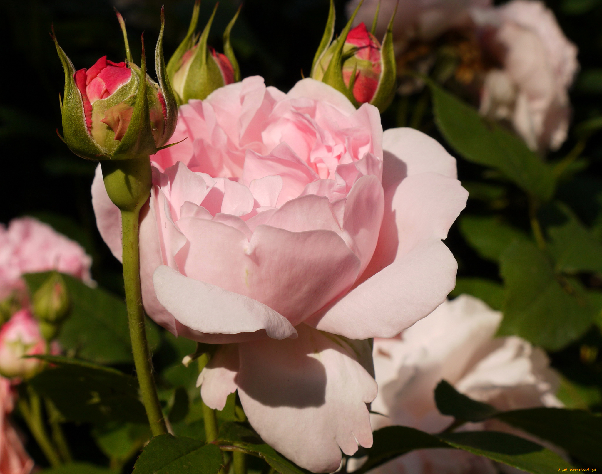 цветы, розы, бутон