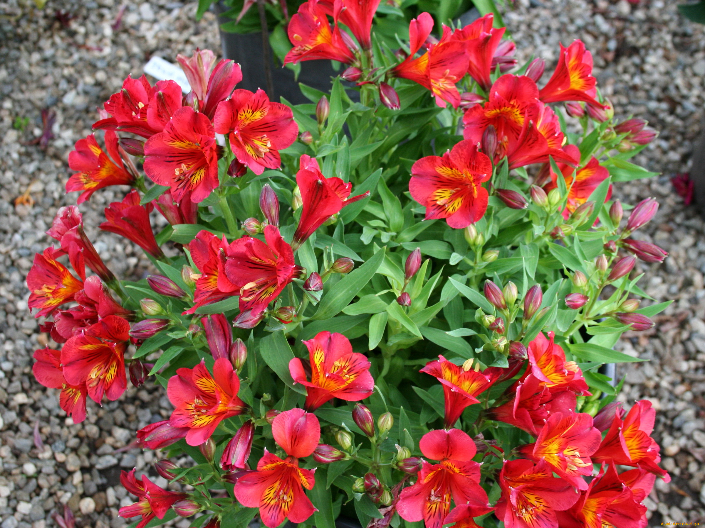 цветы, альстромерия, альстромерии, красные, много