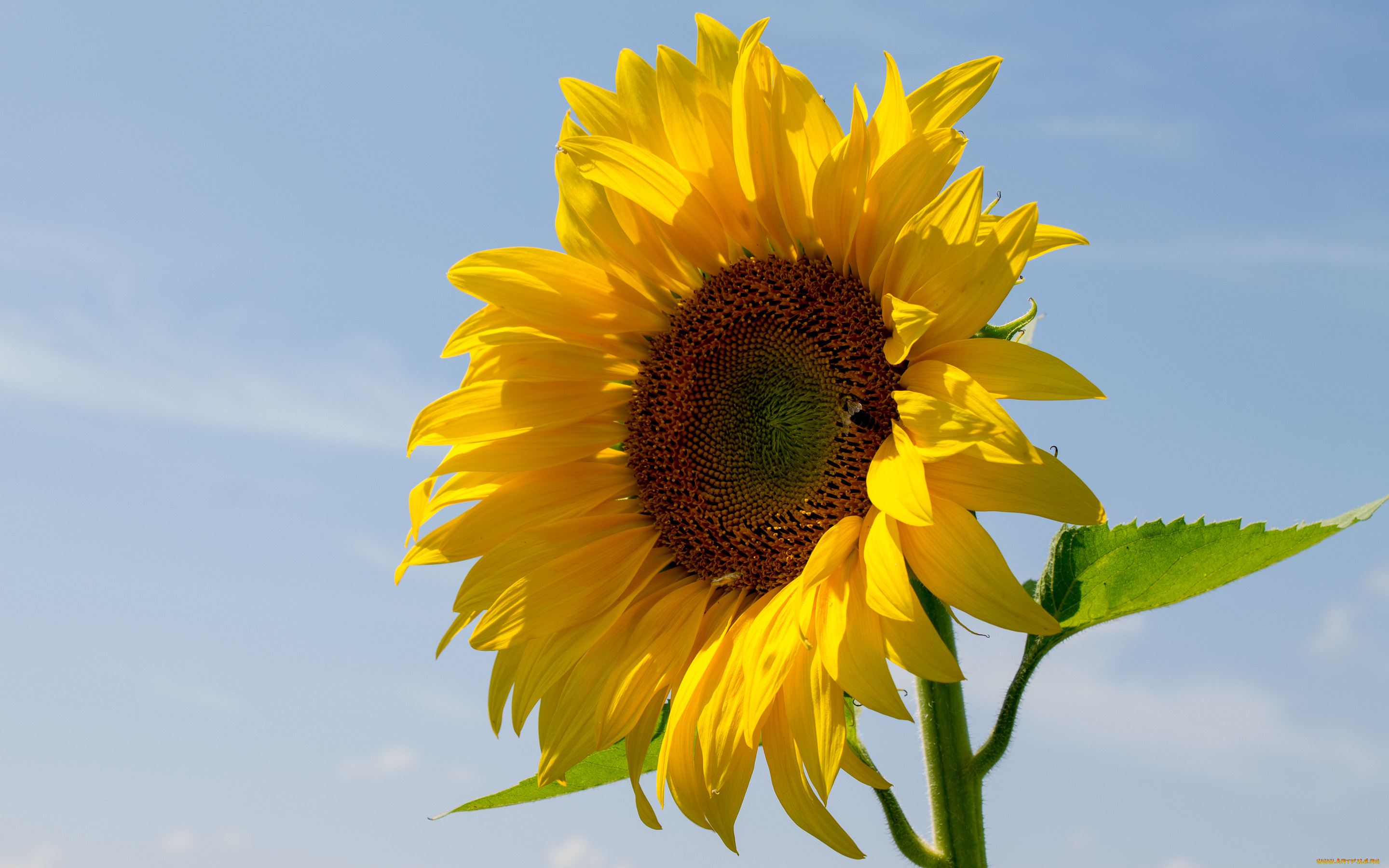 цветы, подсолнухи, лепестки, небо