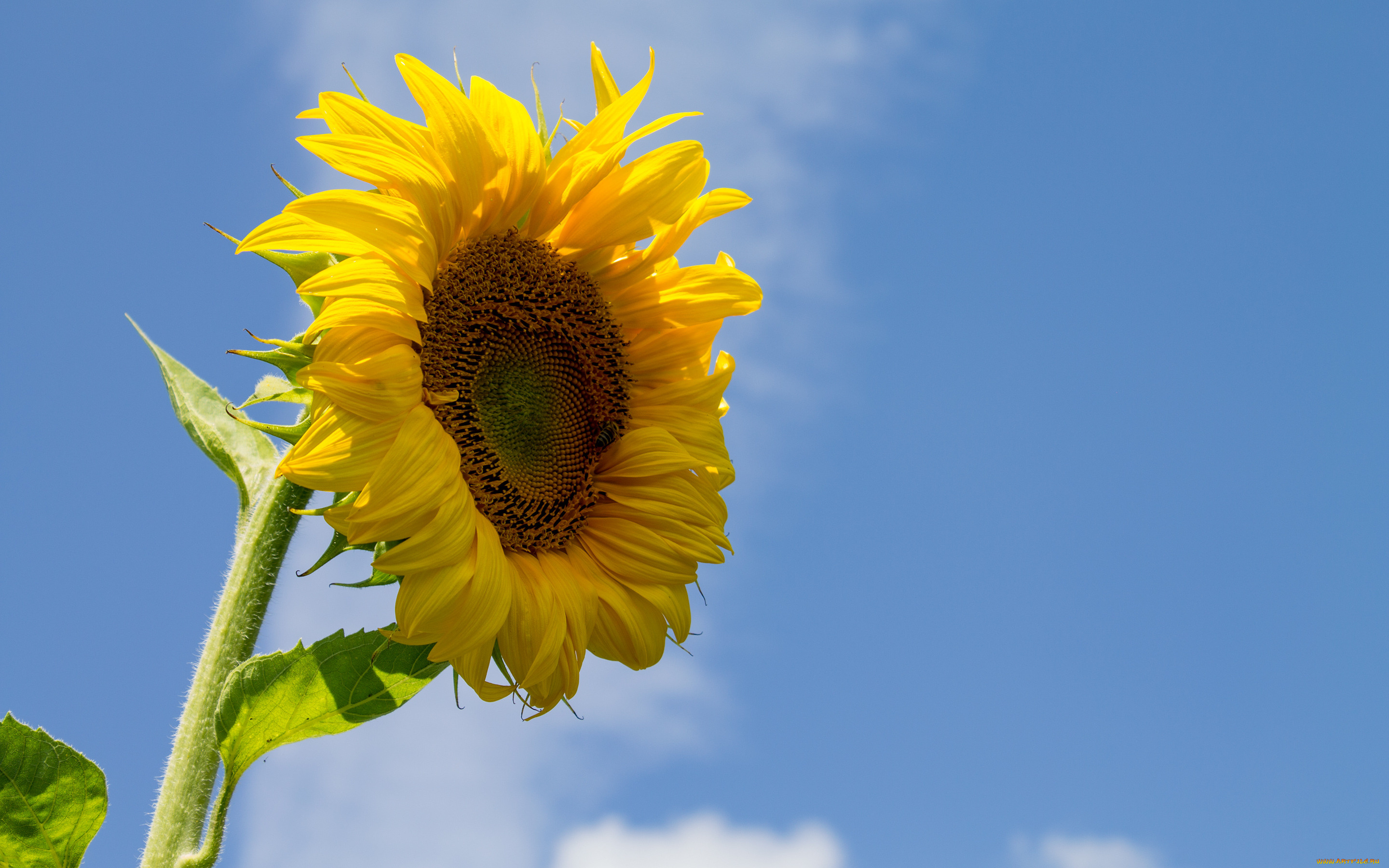 цветы, подсолнухи, лепестки, небо