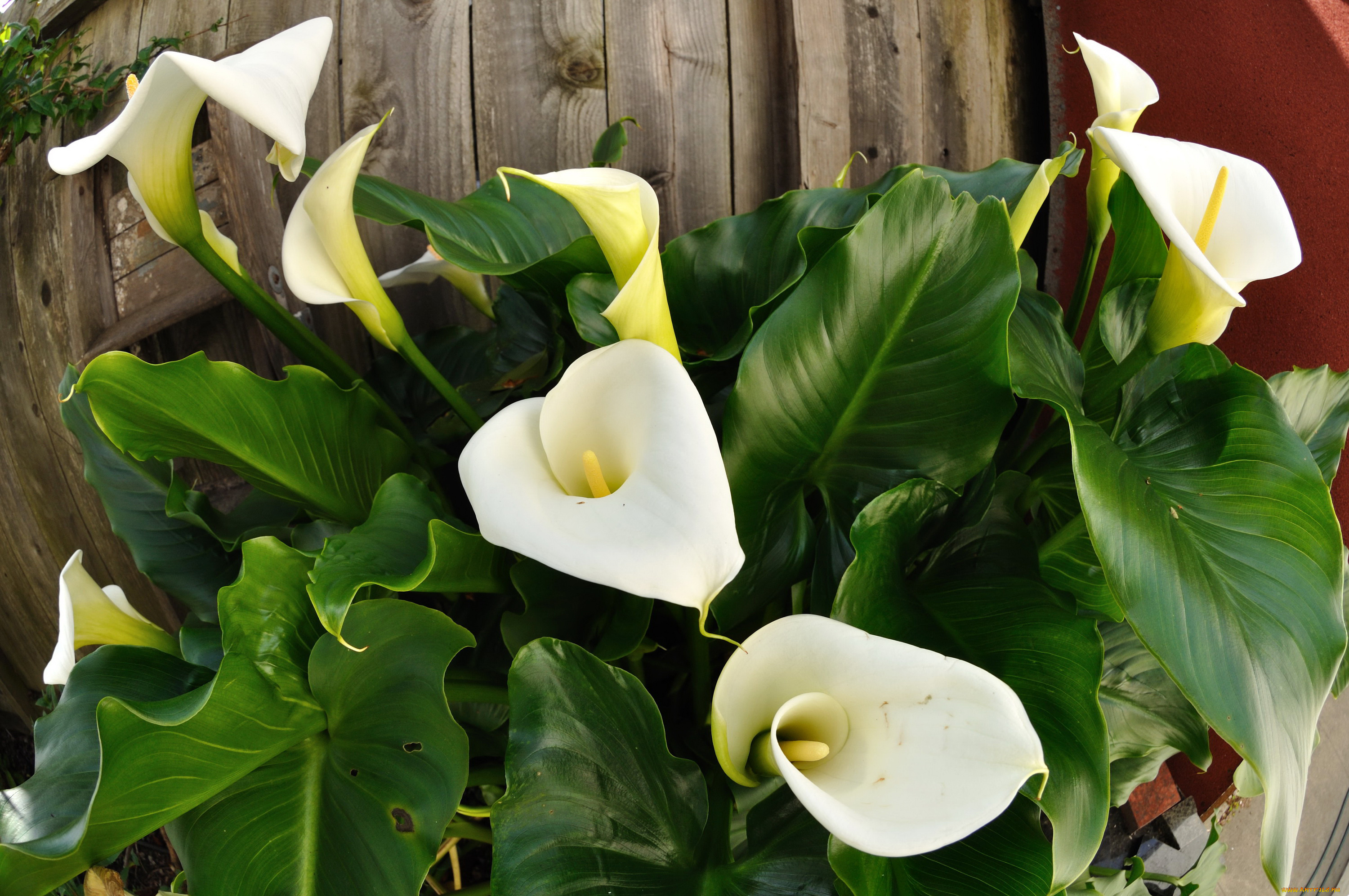 цветы, каллы, белые