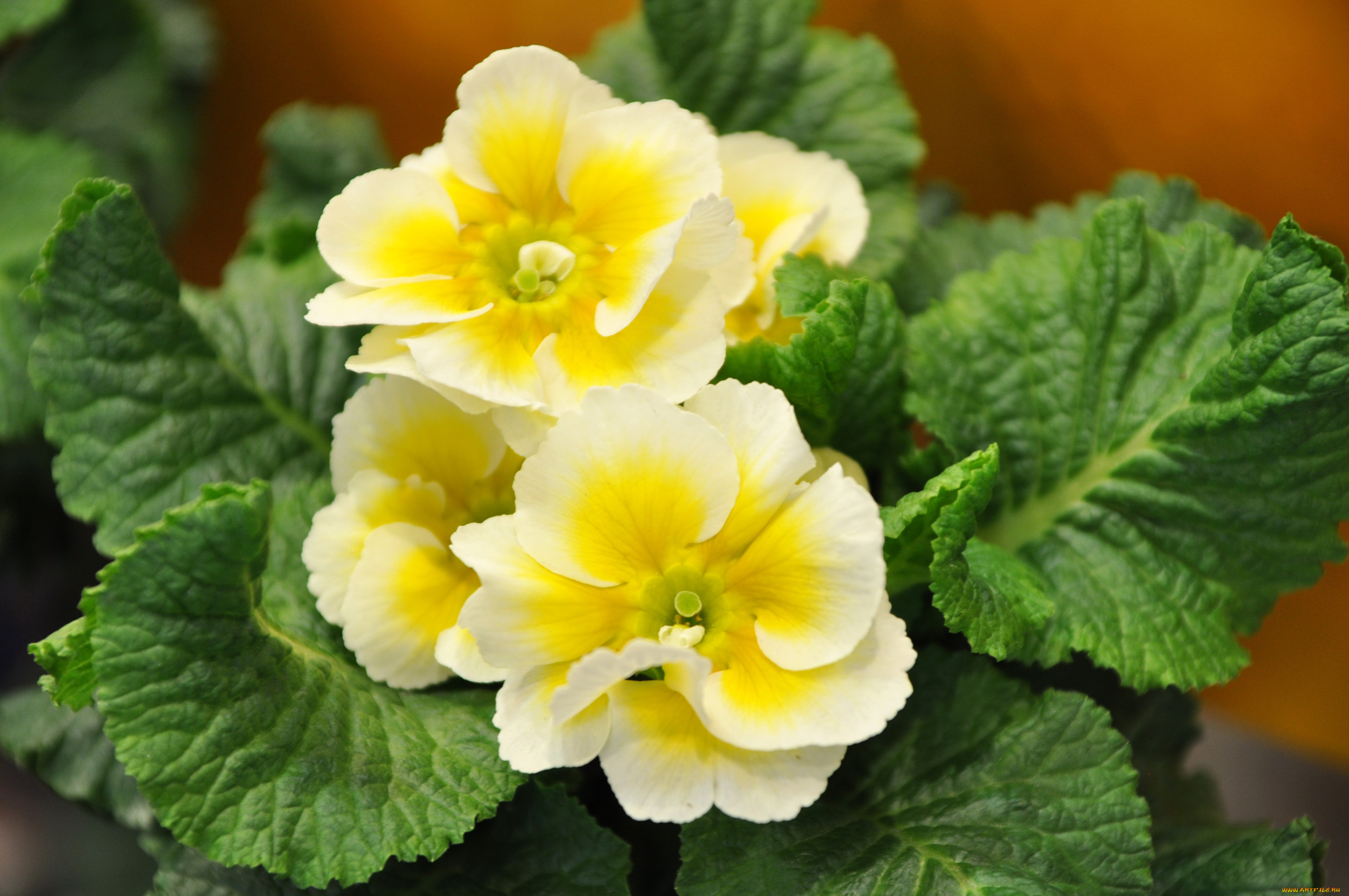цветы, примулы, примула, желтый
