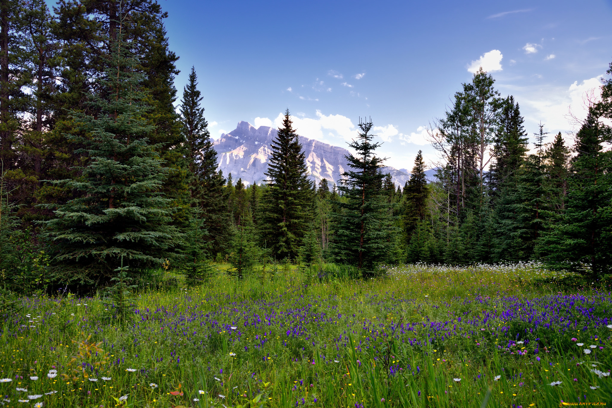 природа, луга, поляна, лес, горы