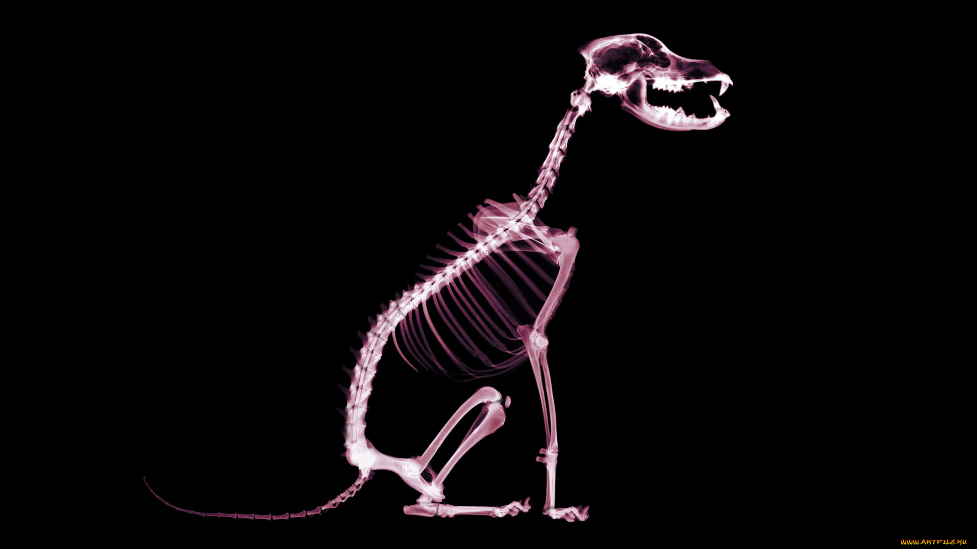 разное, кости, , рентген, собака, скелет