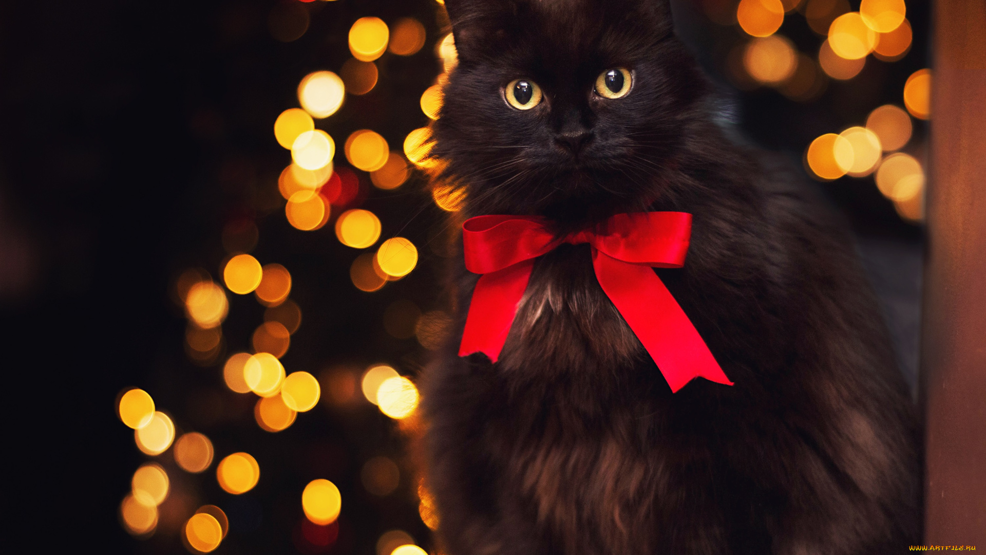 животные, коты, блики, черный, кот