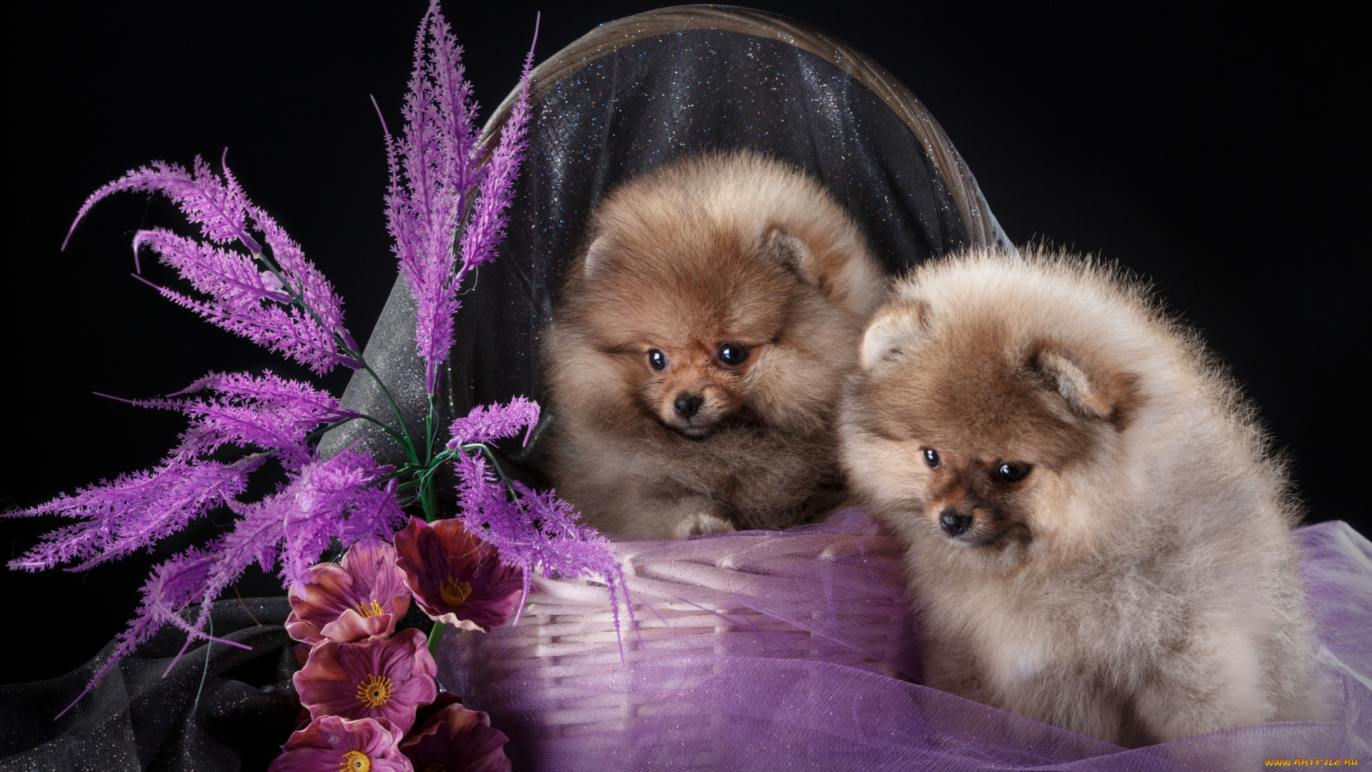 животные, собаки, цветы, шпицы, щенки, корзина, дуэт