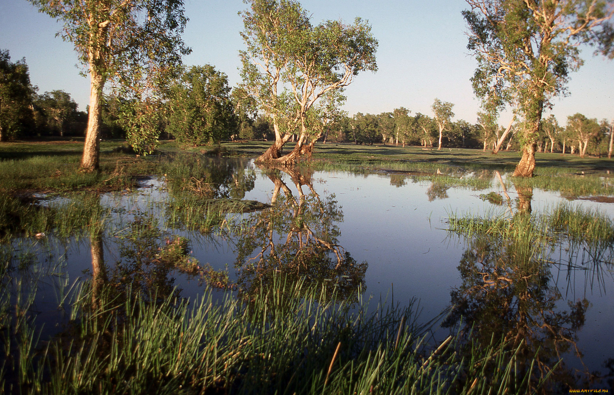 природа, реки, озера, река, лес