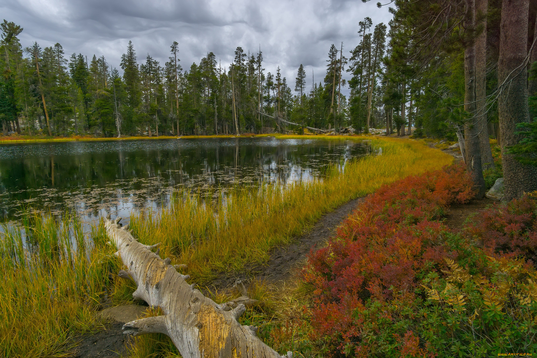 природа, реки, озера, река, лес