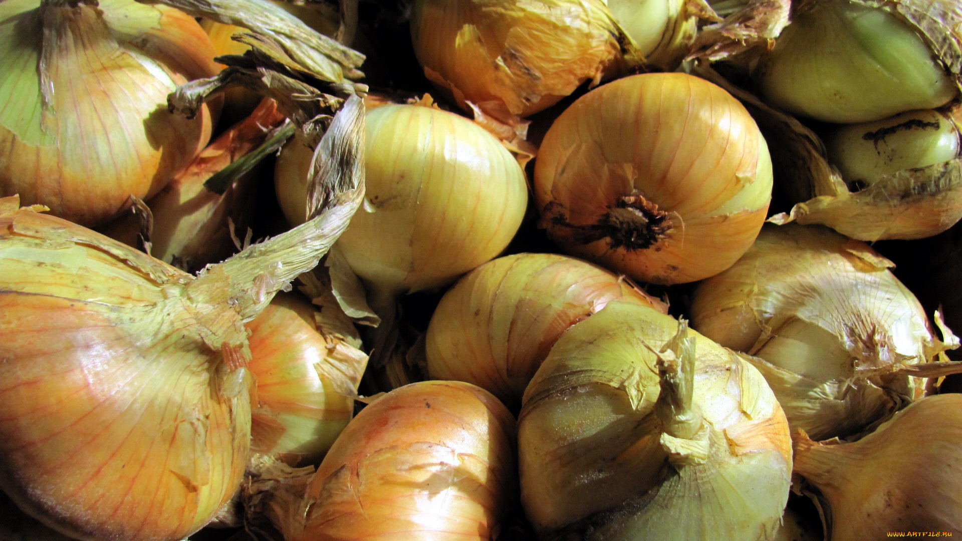 еда, лук, репчатый