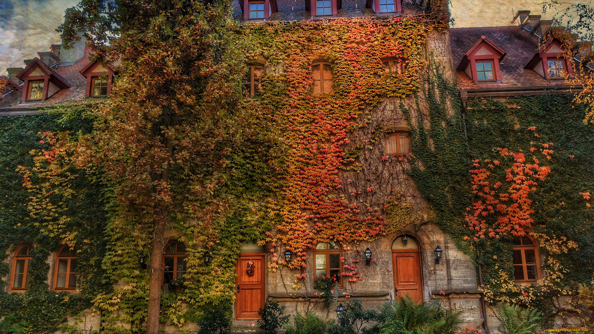 города, -, здания, , дома, дом, дерево, плющ