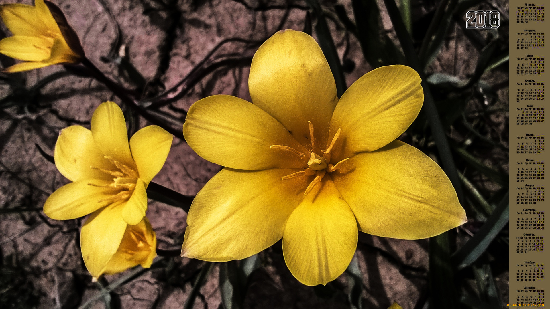 календари, цветы, лепестки, 2018